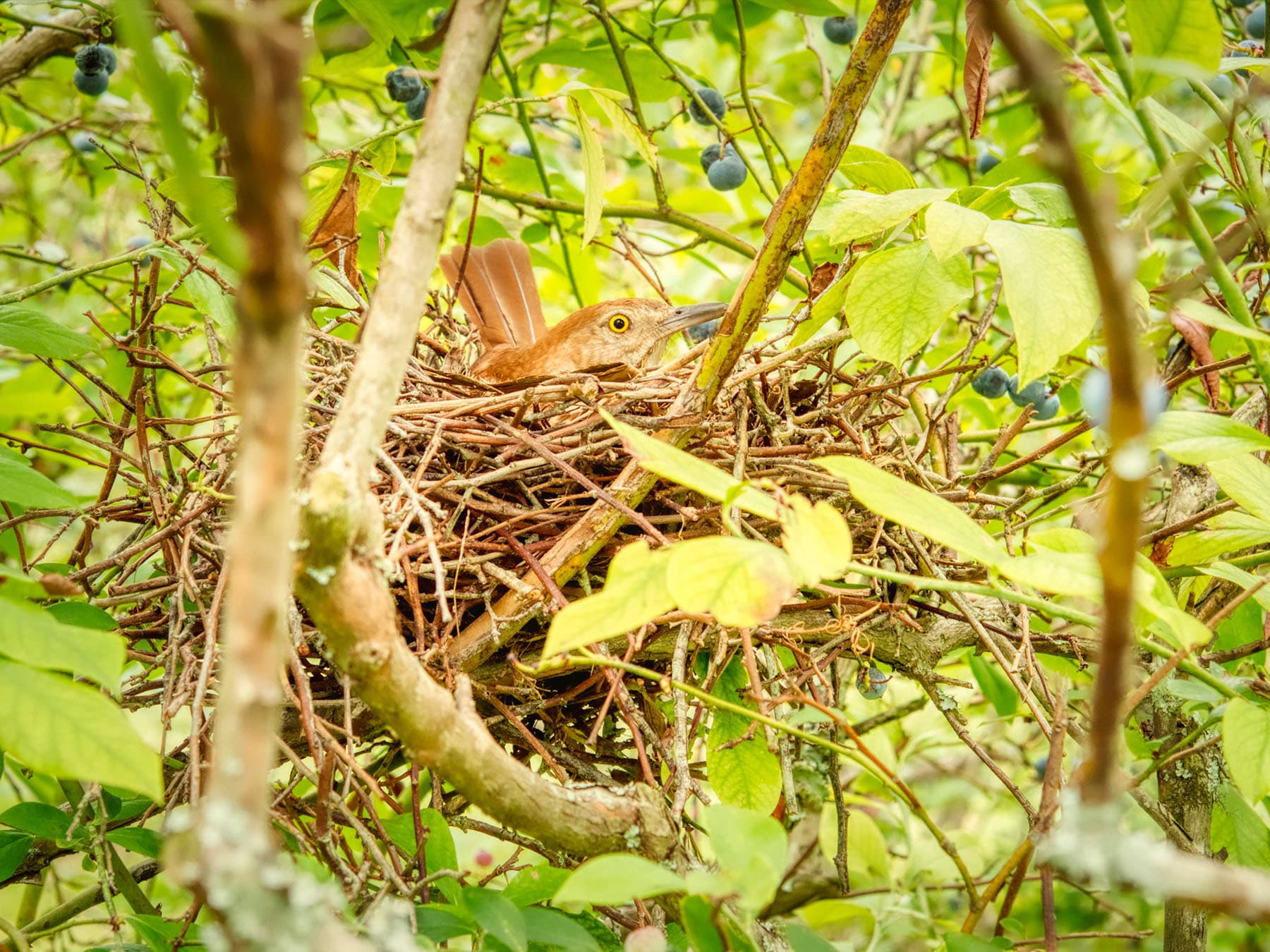 Brown thrasher nest