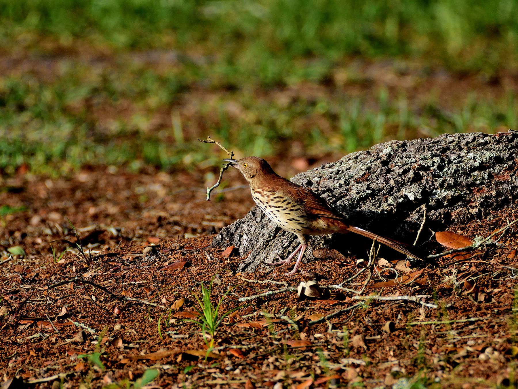 Brown thrasher nesting material