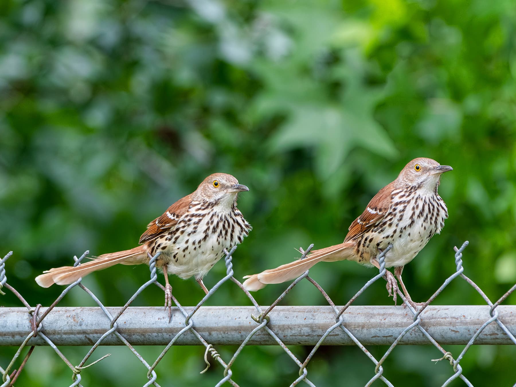 Brown thrasher pair