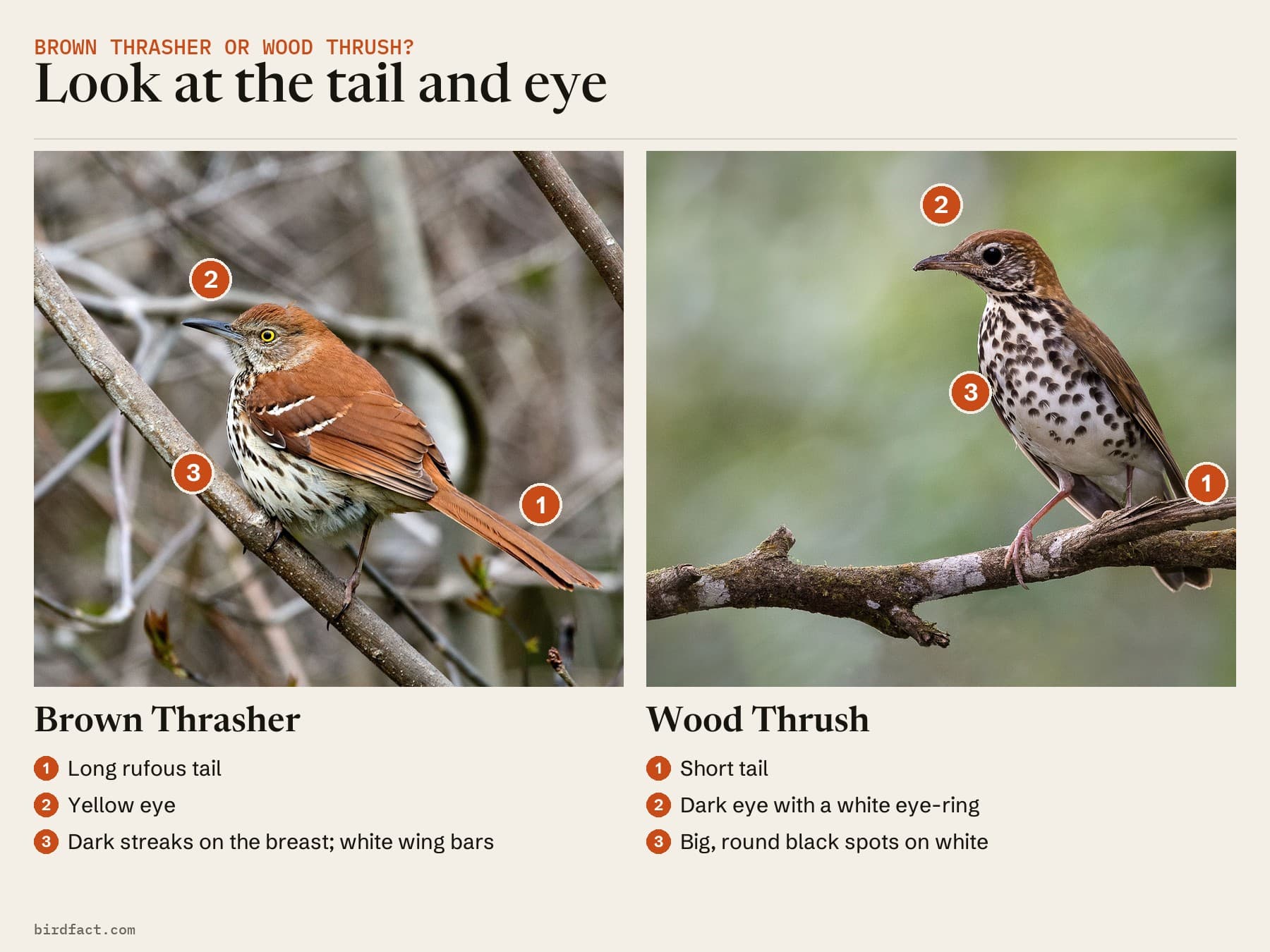 Comparison card, photos of a Brown Thrasher on the left and a Wood Thrush on the right, headed 'Look at the tail and eye'. Brown Thrasher: long rufous tail; yellow eye; dark streaks on the breast; white wing bars. Wood Thrush: short tail; dark eye with a white eye-ring; big, round black spots on white.