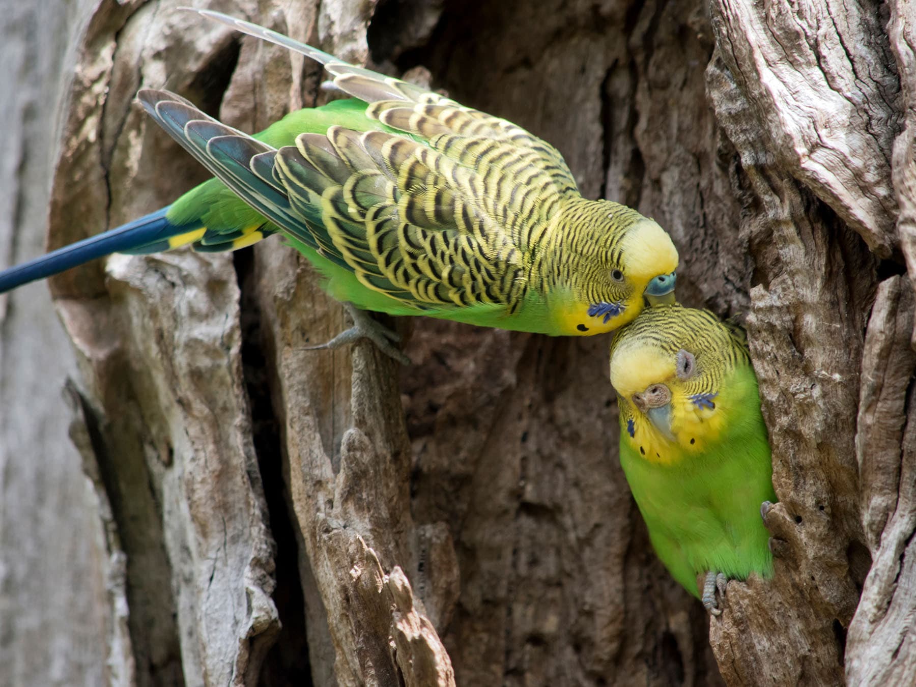 A pair of Budgies