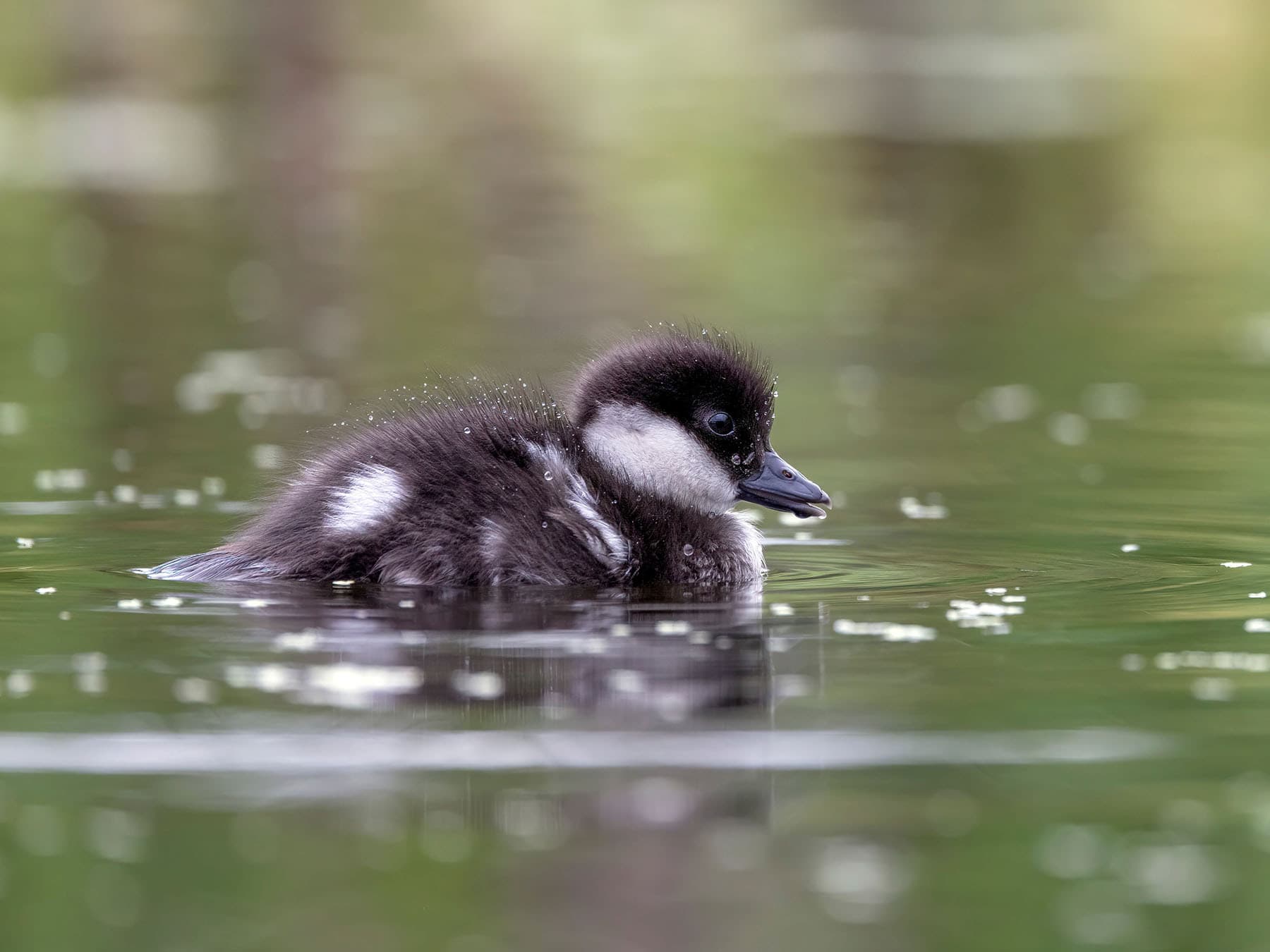 Bufflehead duckling