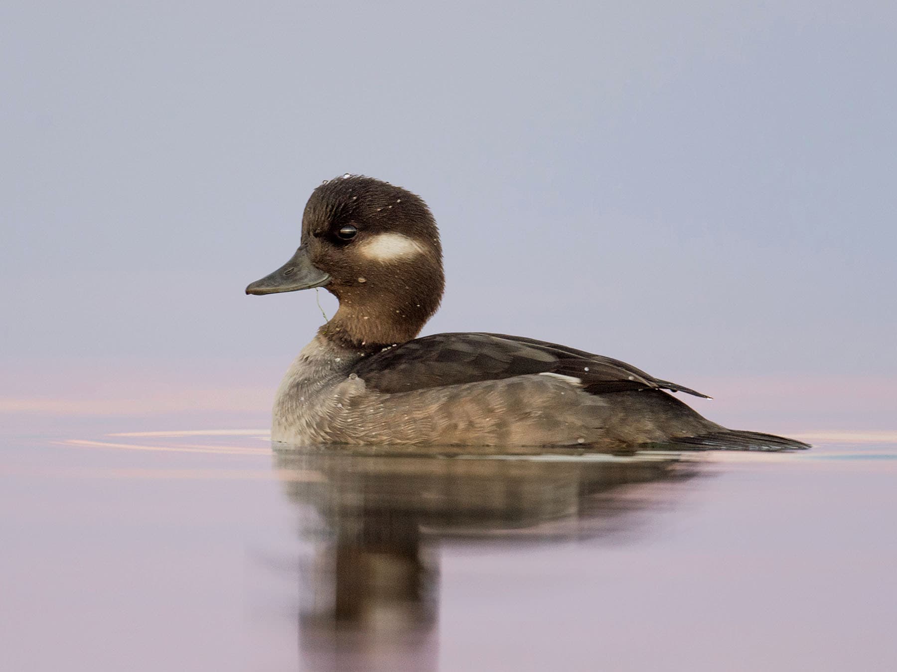 Bufflehead female swimming