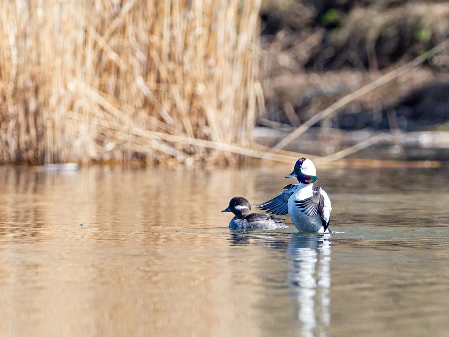 Bufflehead pair