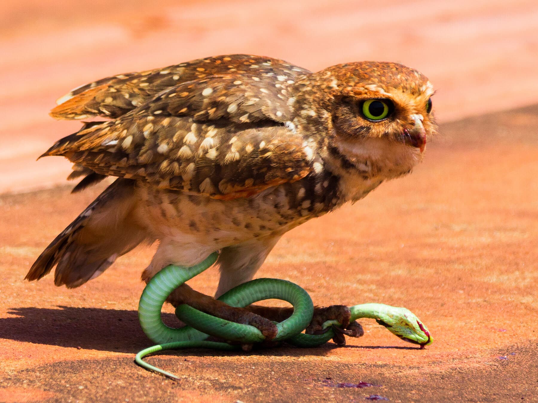 Burrowing owl eating snake