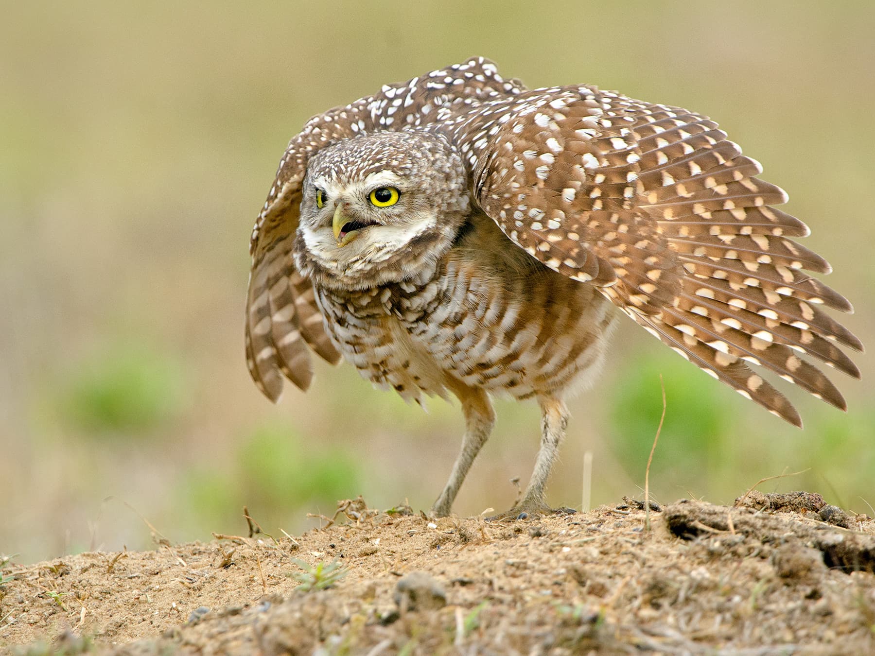 Burrowing owl in defence posture