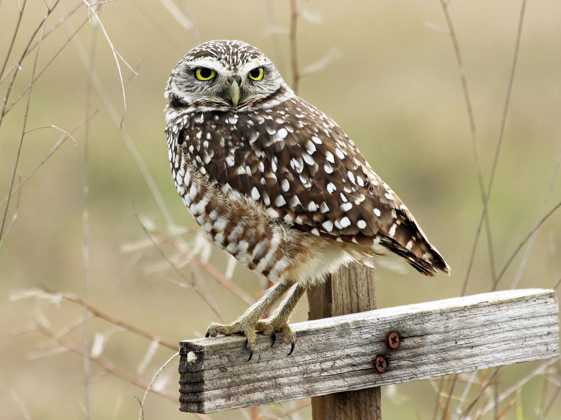 Burrowing Owl