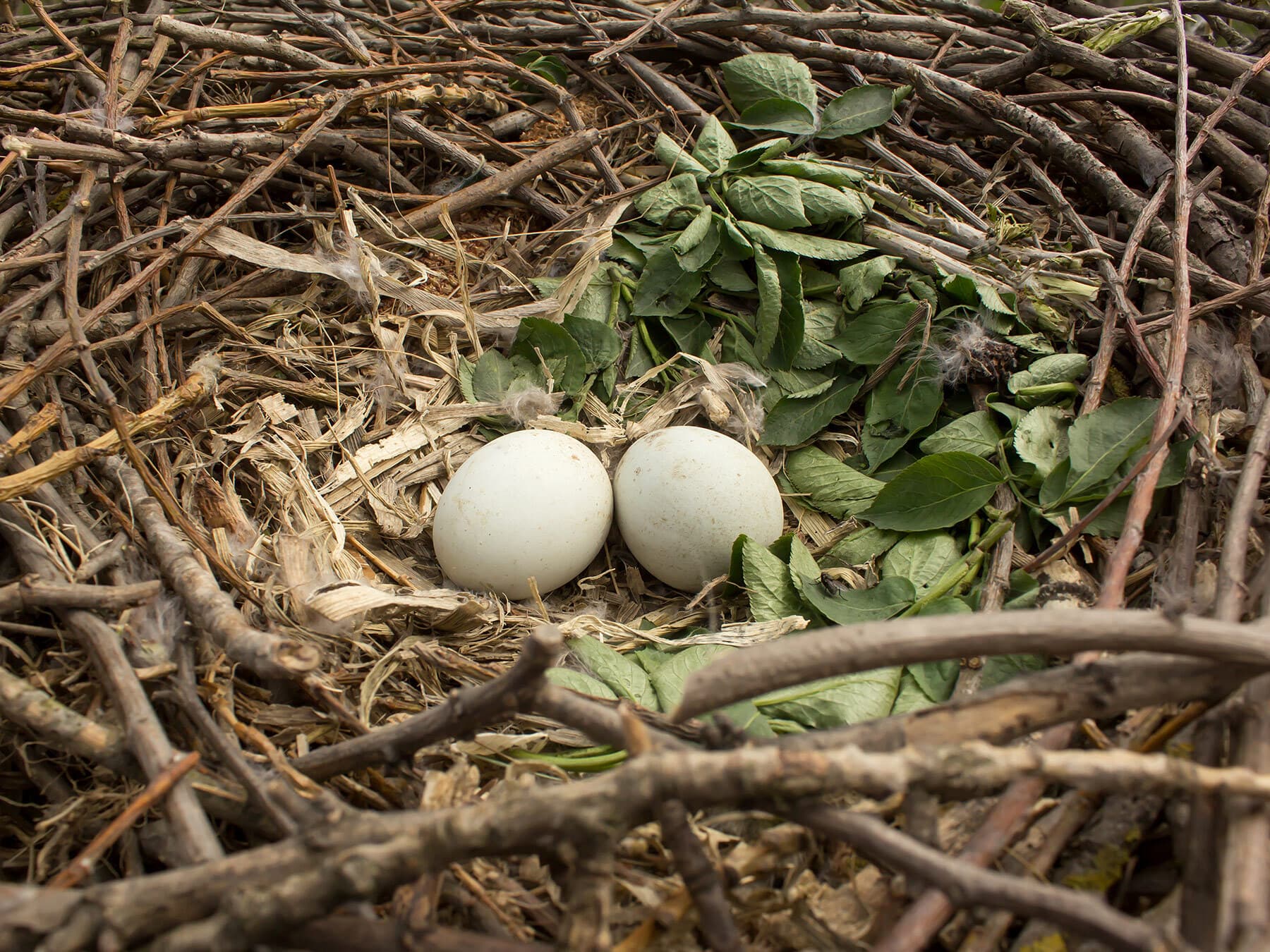Buzzard eggs