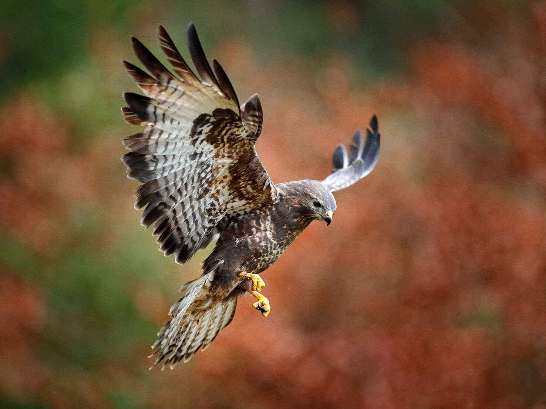 Buzzard in flight