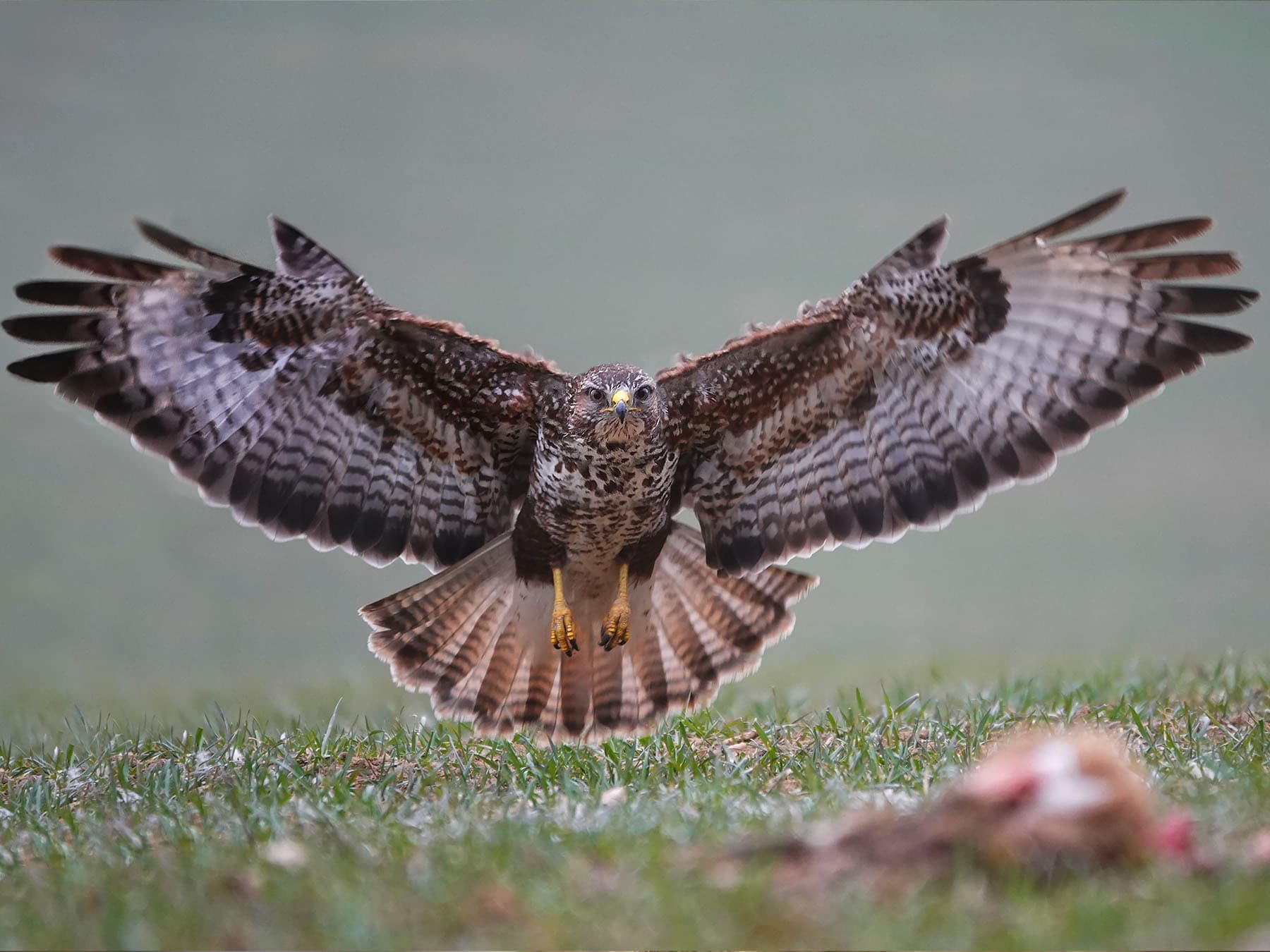 Buzzard landing