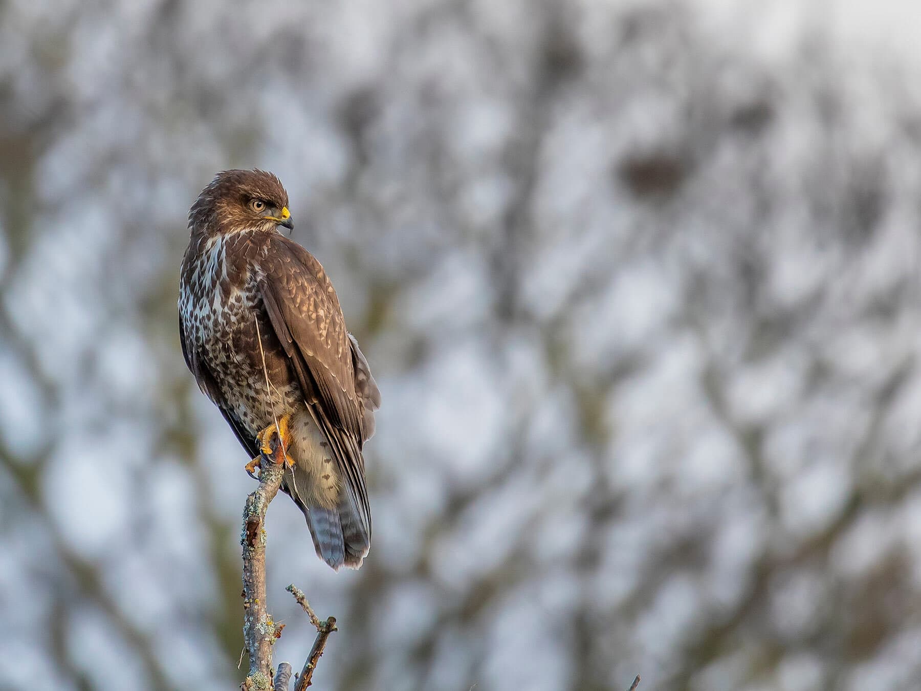 A Buzzard perched upright in a bare tree