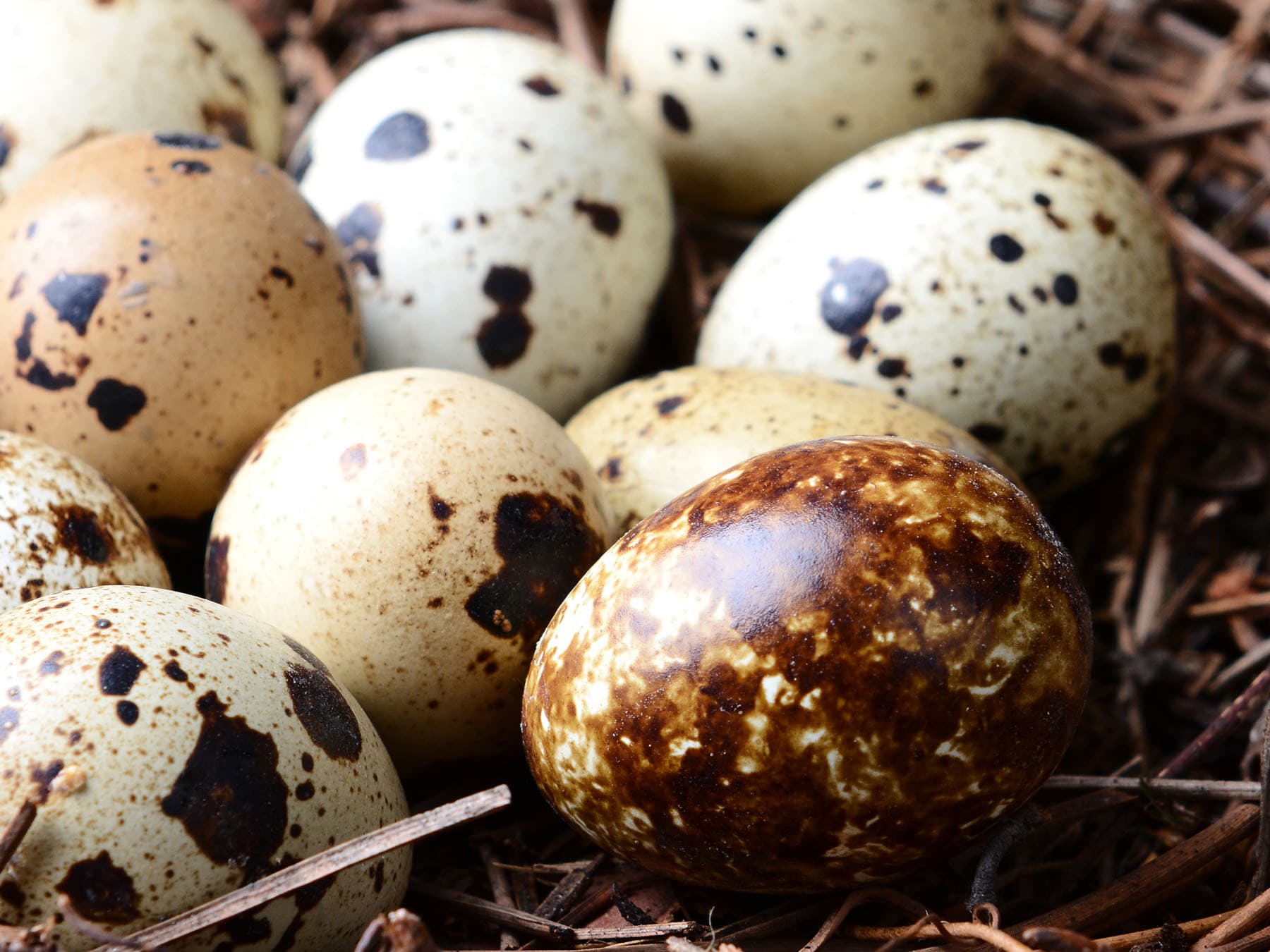 California quail eggs