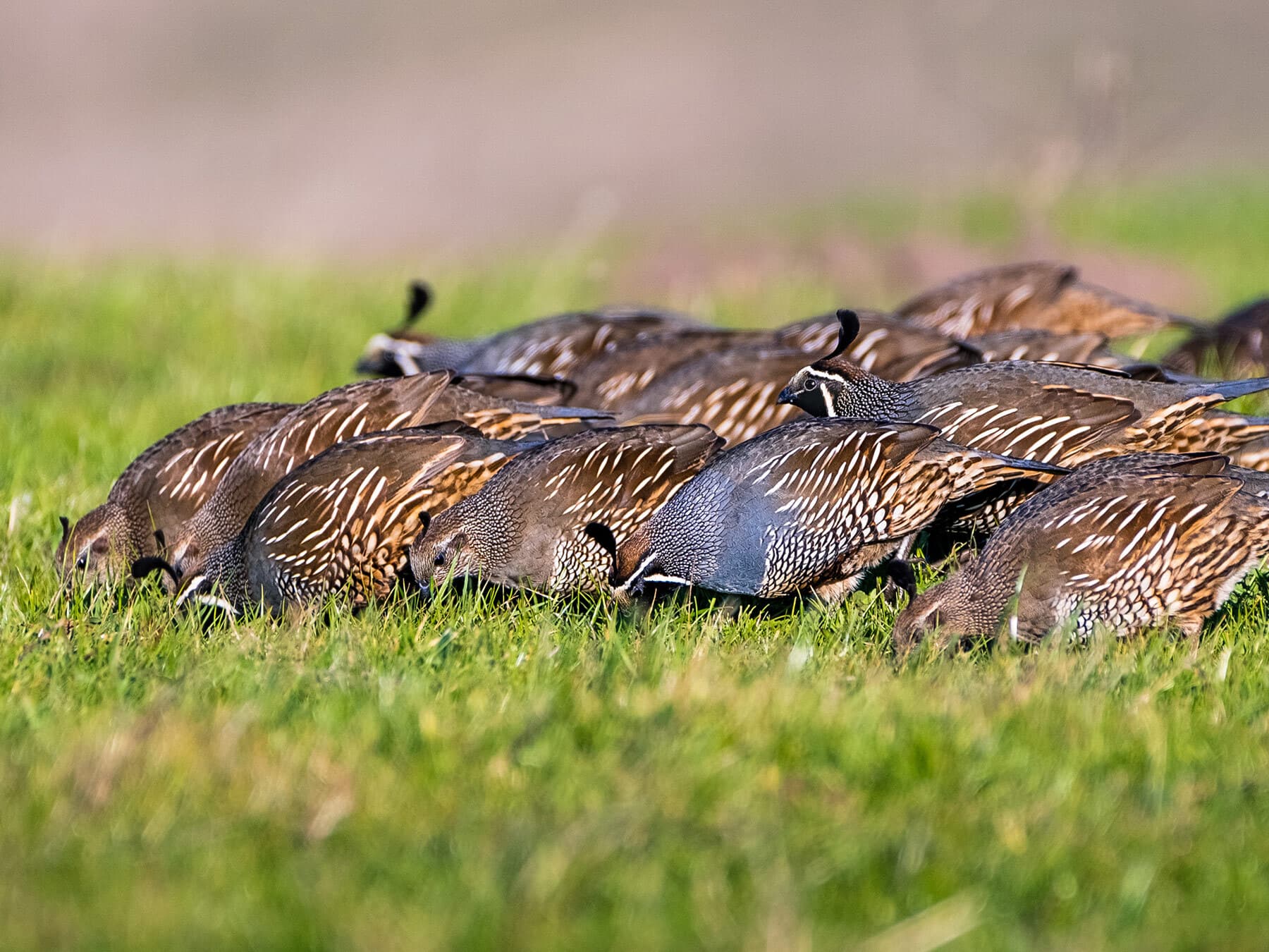 California quail flock