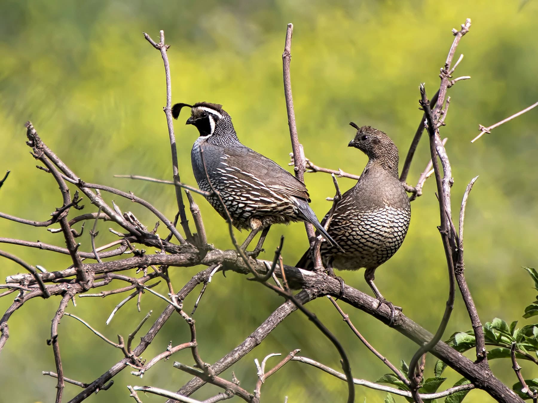 California Quail Nesting (Behavior, Eggs + Location)
