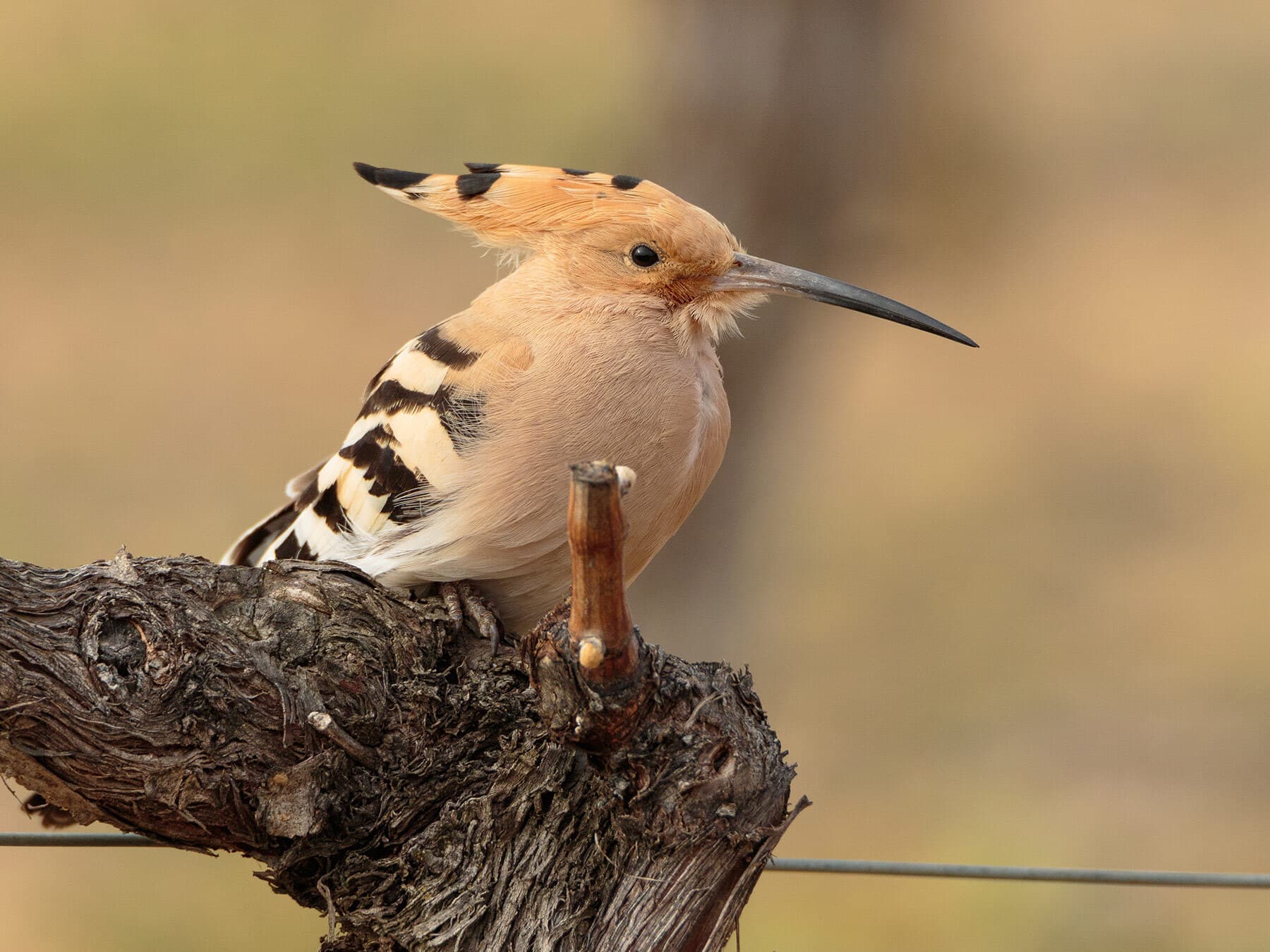 Can Birds Eat Grapes? (Which Species + How To Feed)