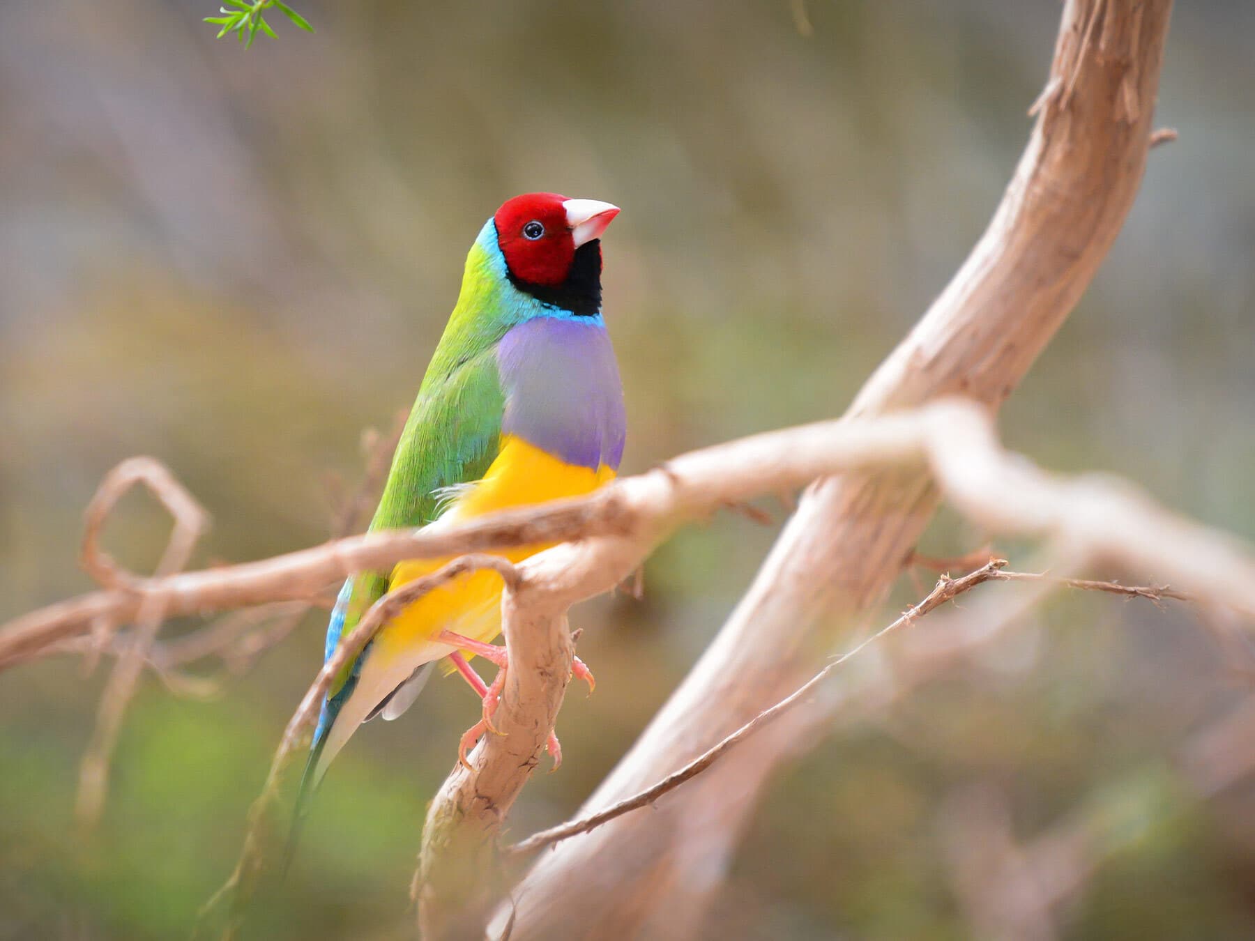 Can Birds See Color? (Everything Explained + Myths Debunked)