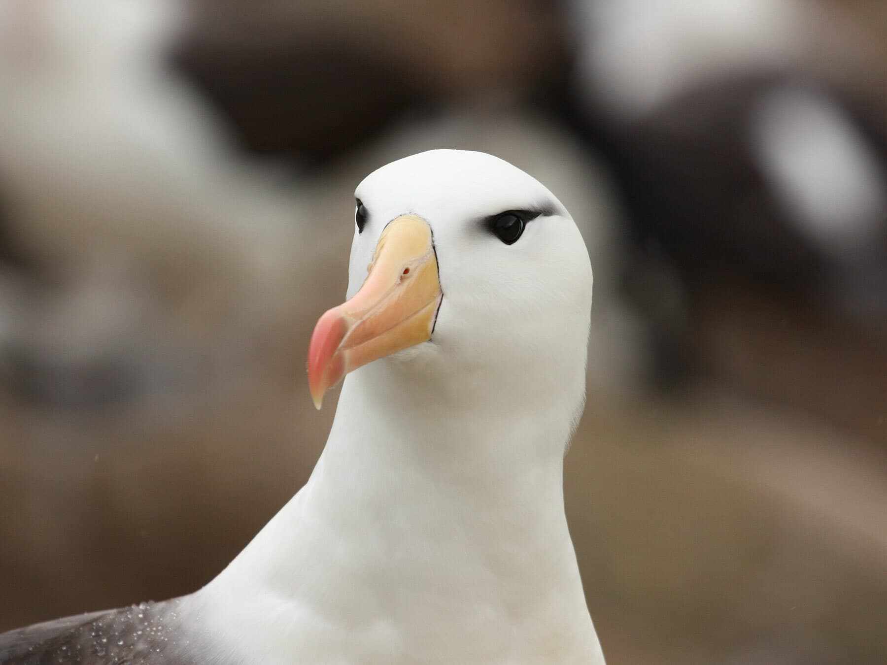 Can birds smell food