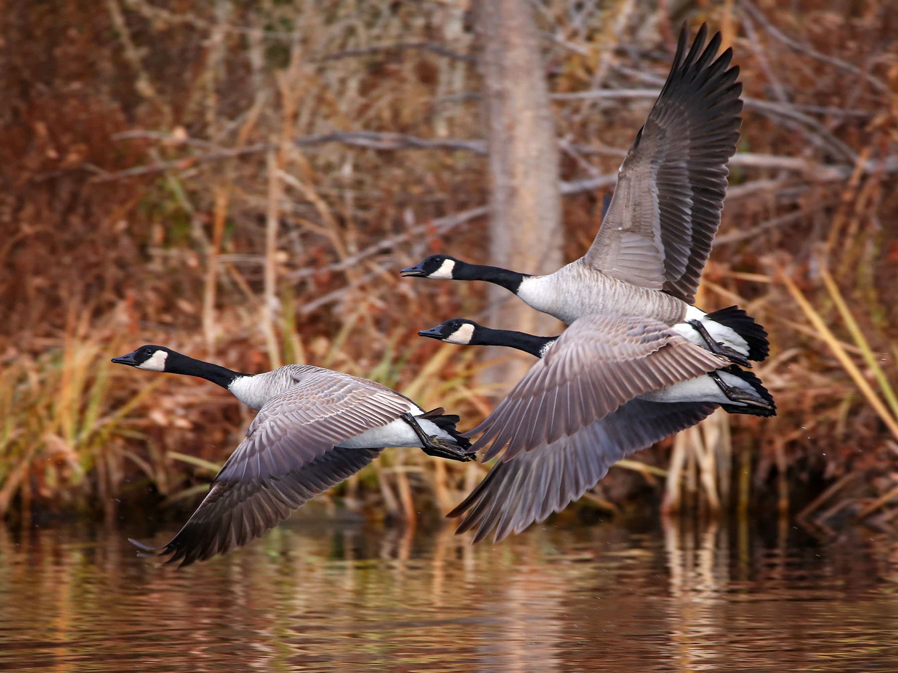 Canada geese in flight over water