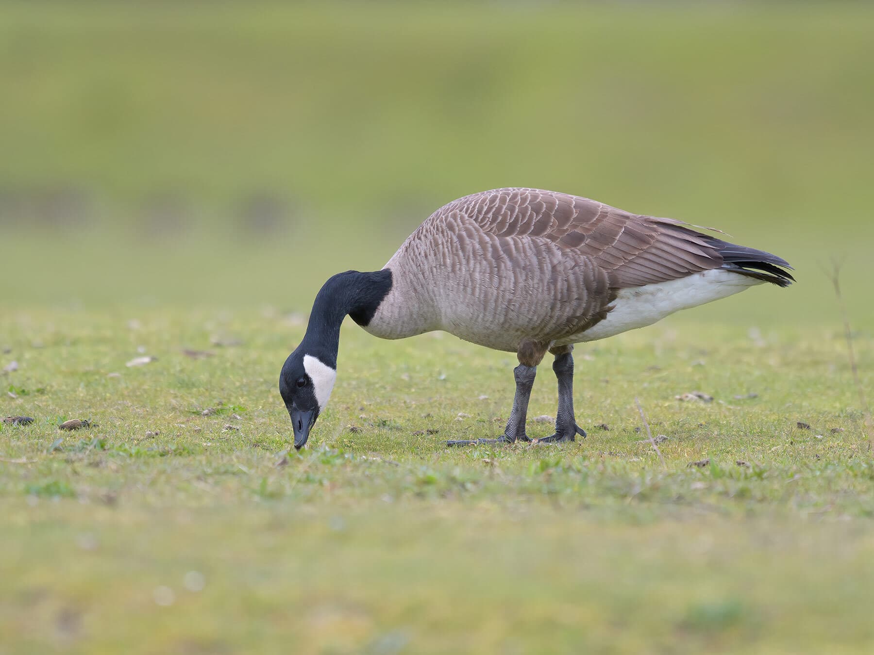 Canada goose feeding spring