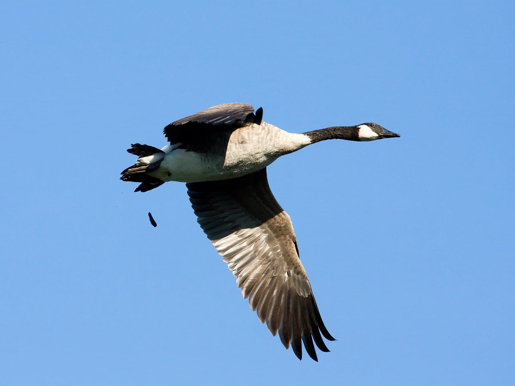 Canada goose in flight pooping