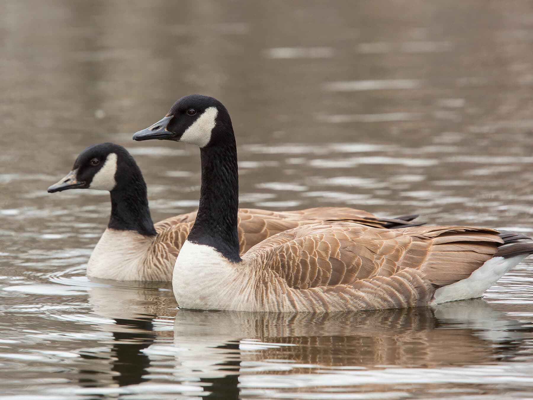 Canada goose lifespan