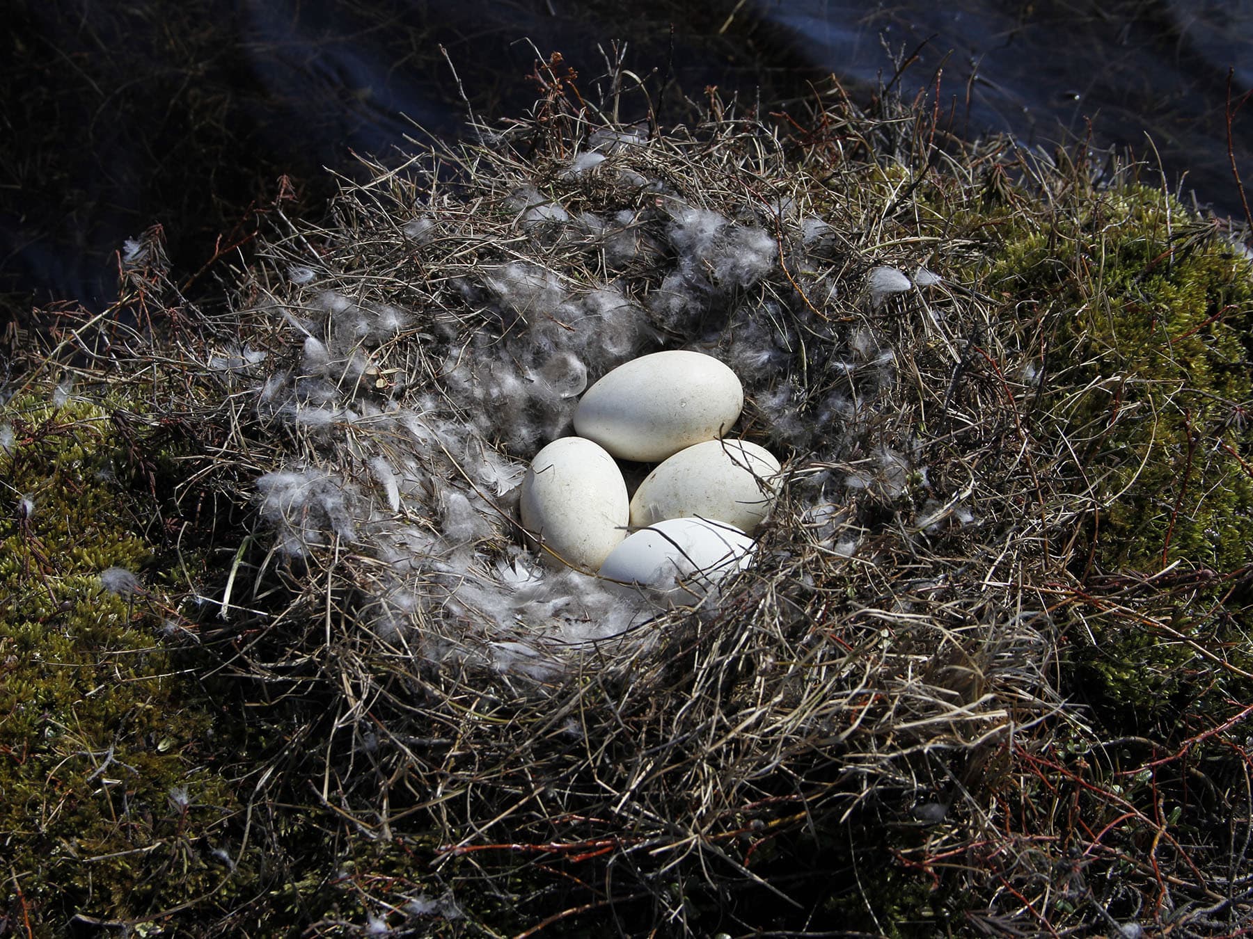 Canada goose nest with eggs