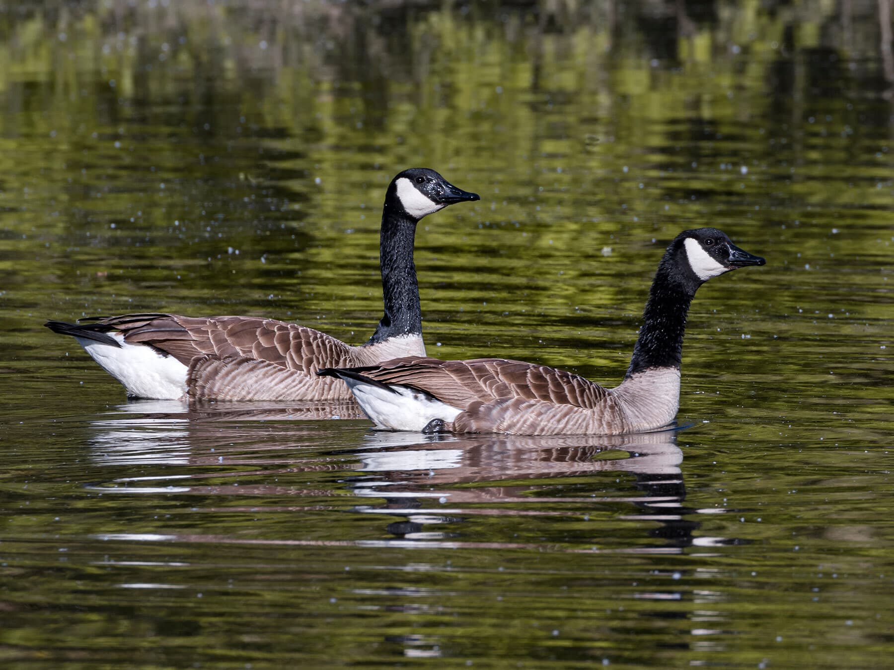 Canada goose pair