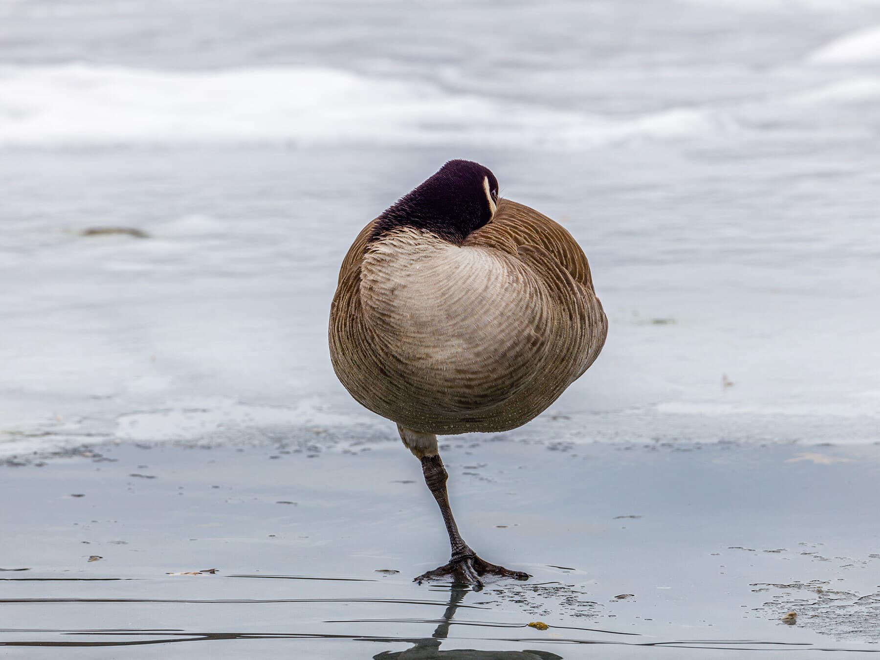 Canada goose sleeping on one leg