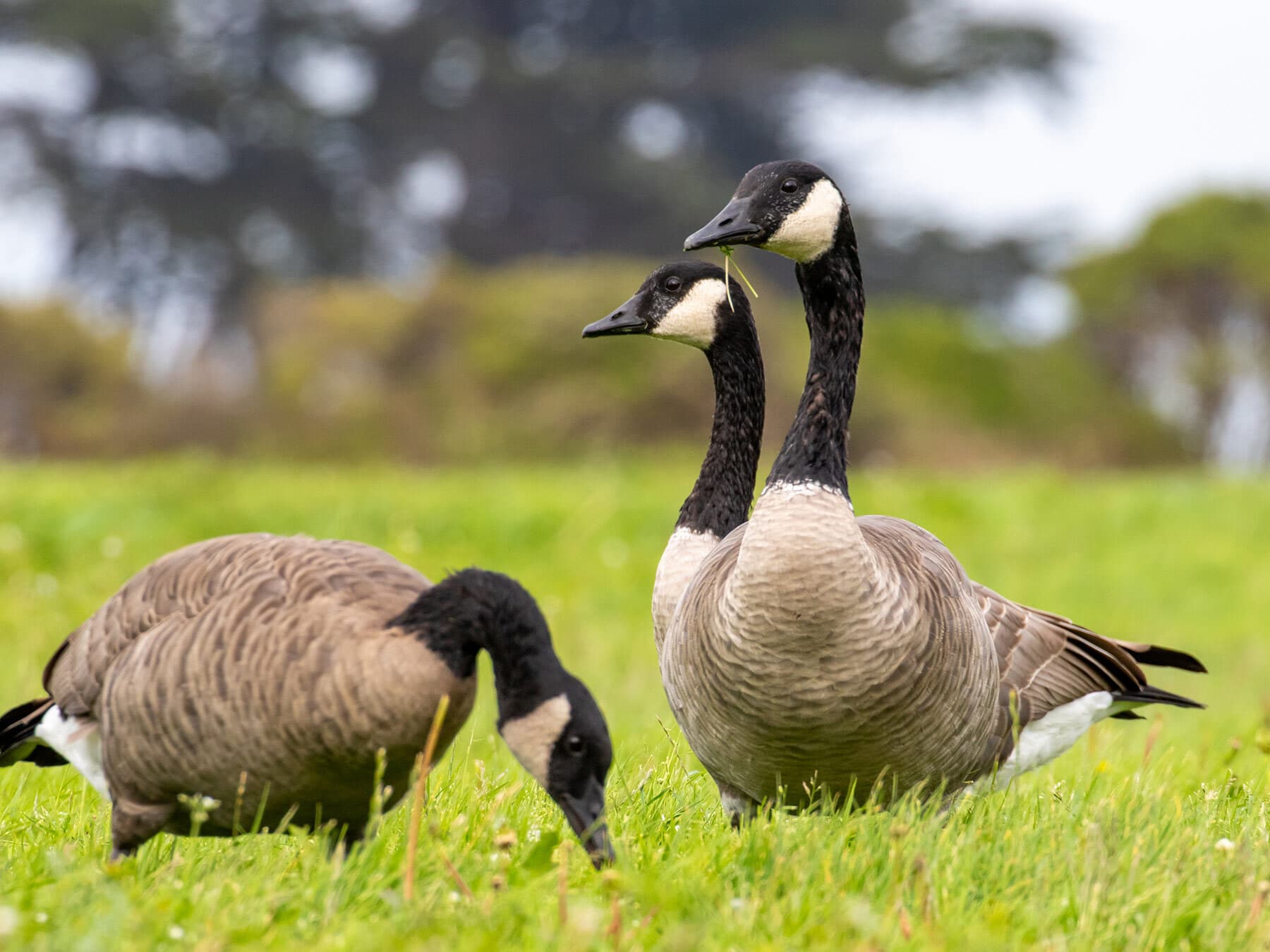 Canadian geese foraging in grass