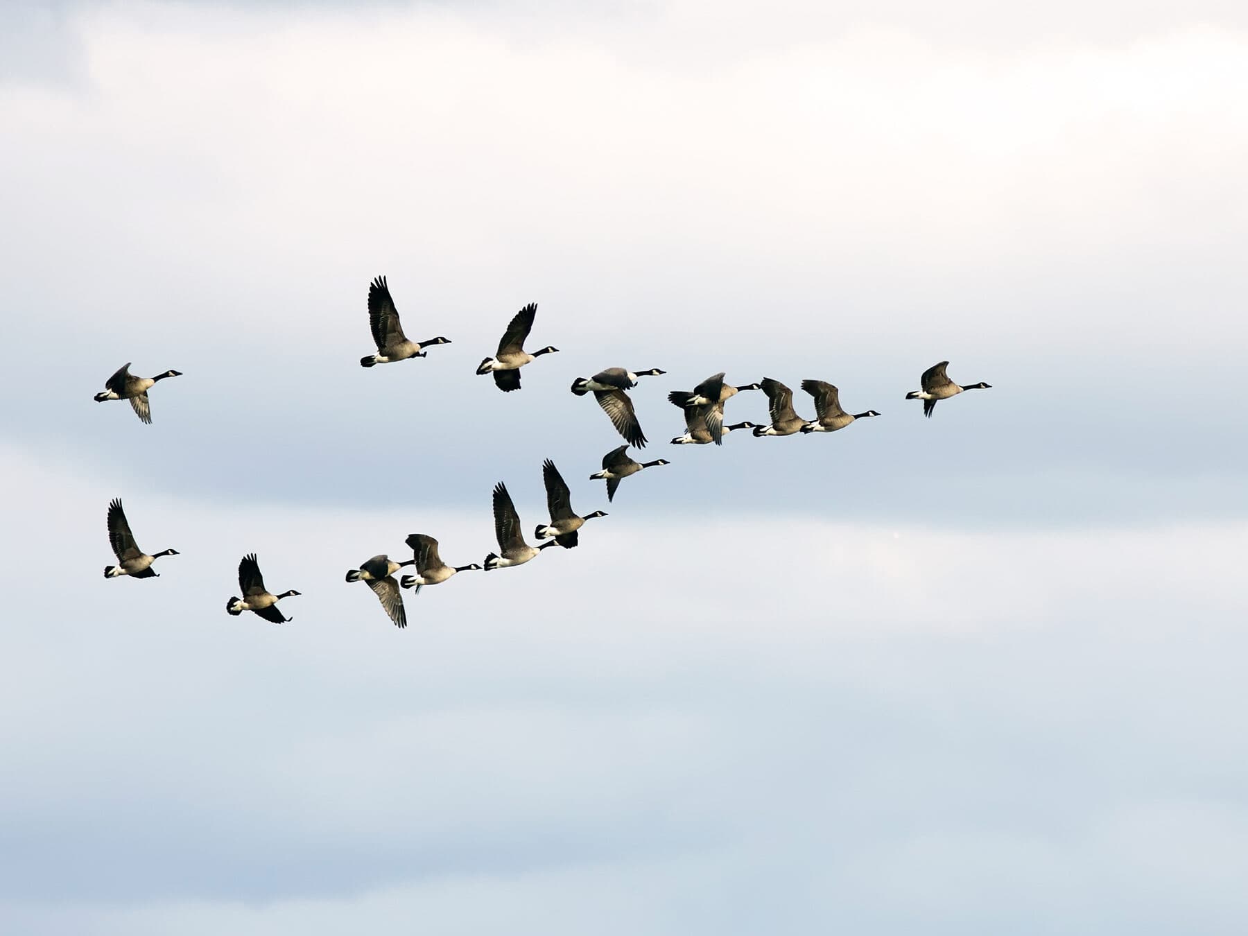 Canadian geese migrating