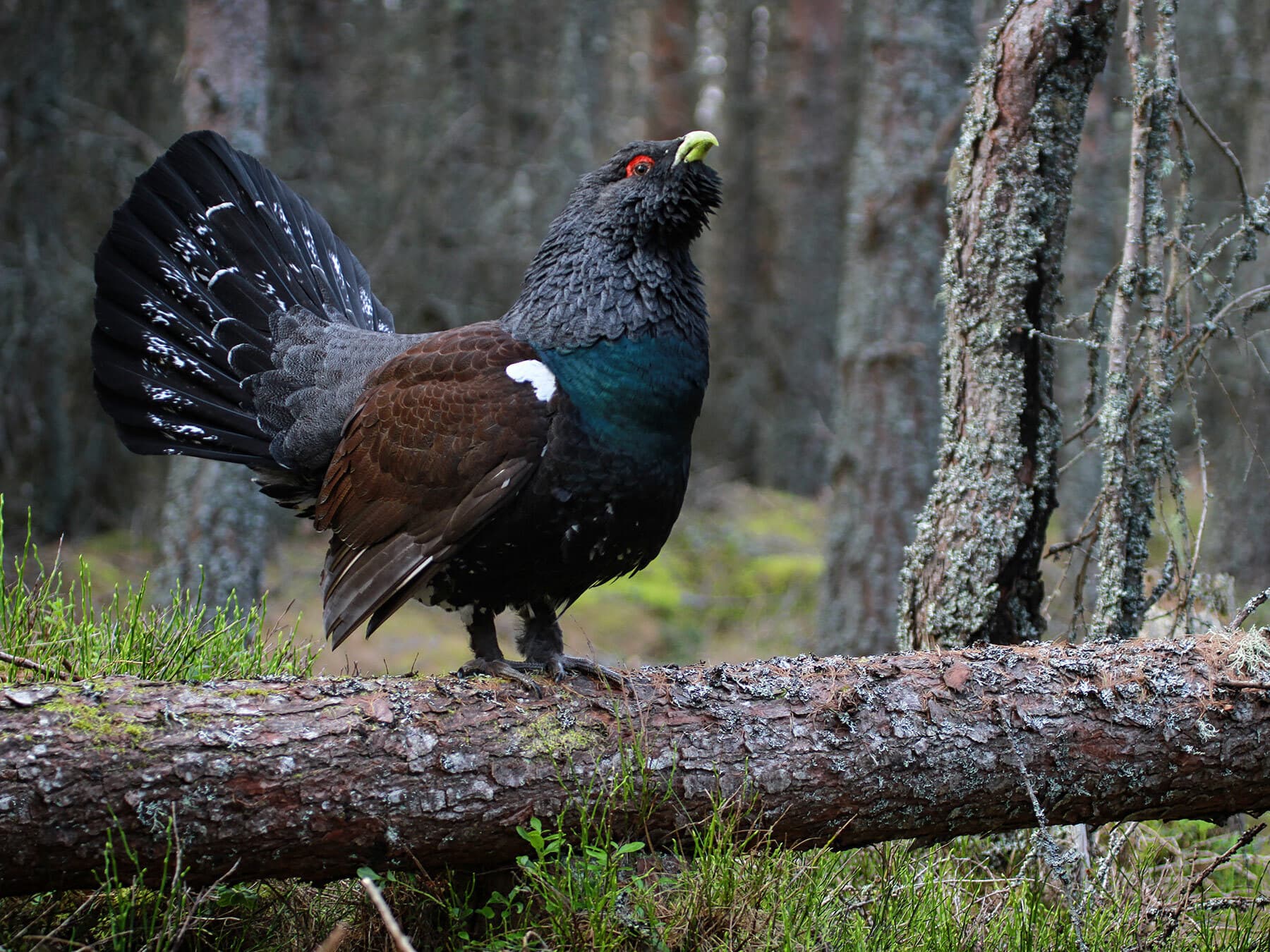 Western Capercaillie