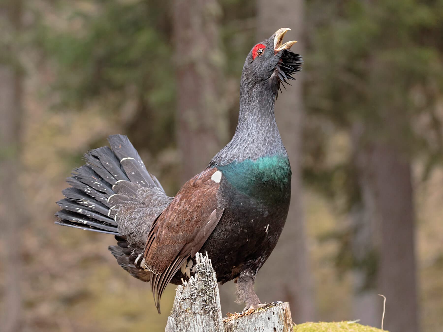 Close up of a Capercaillie
