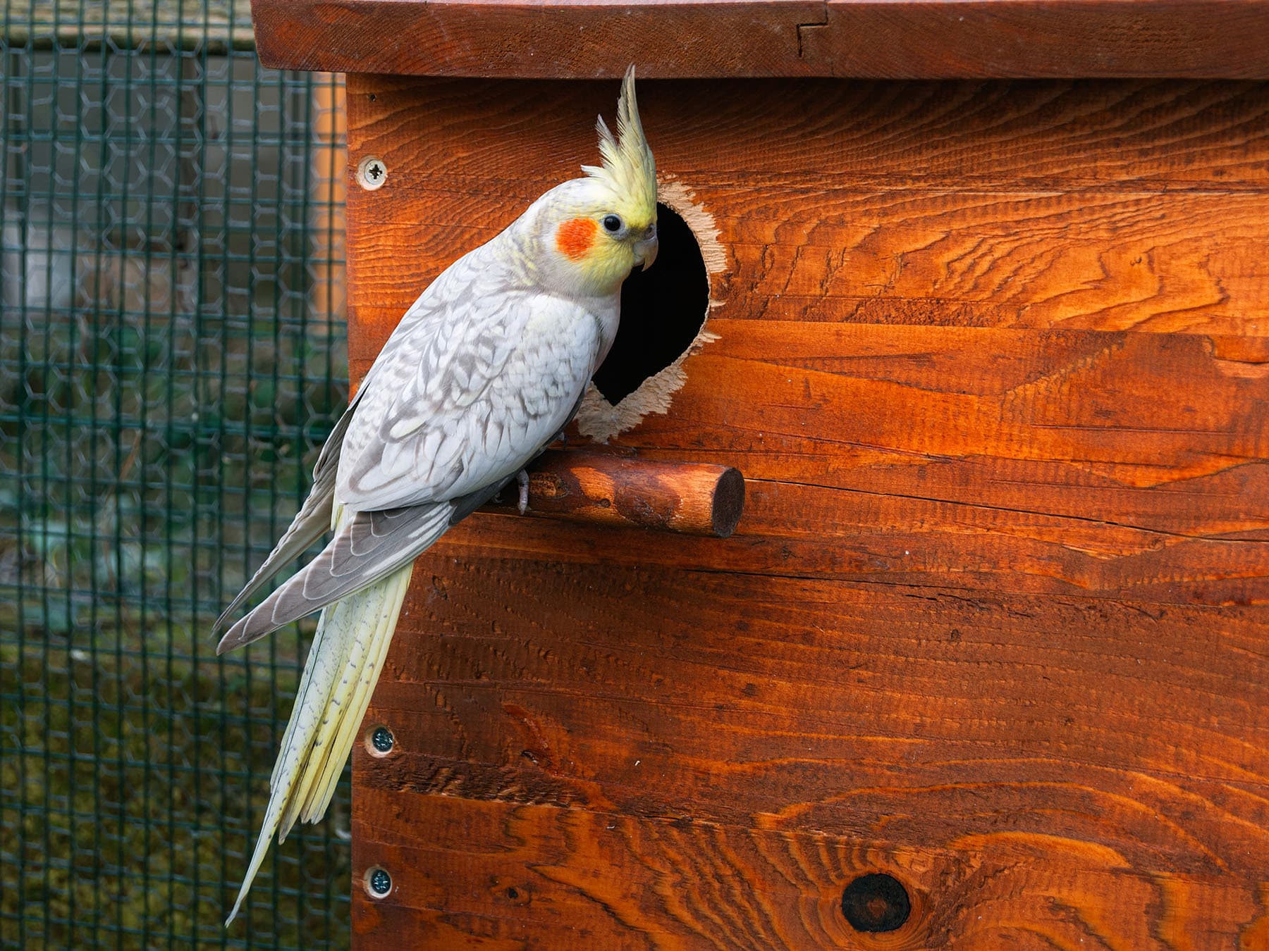 Captive cockatiel nest
