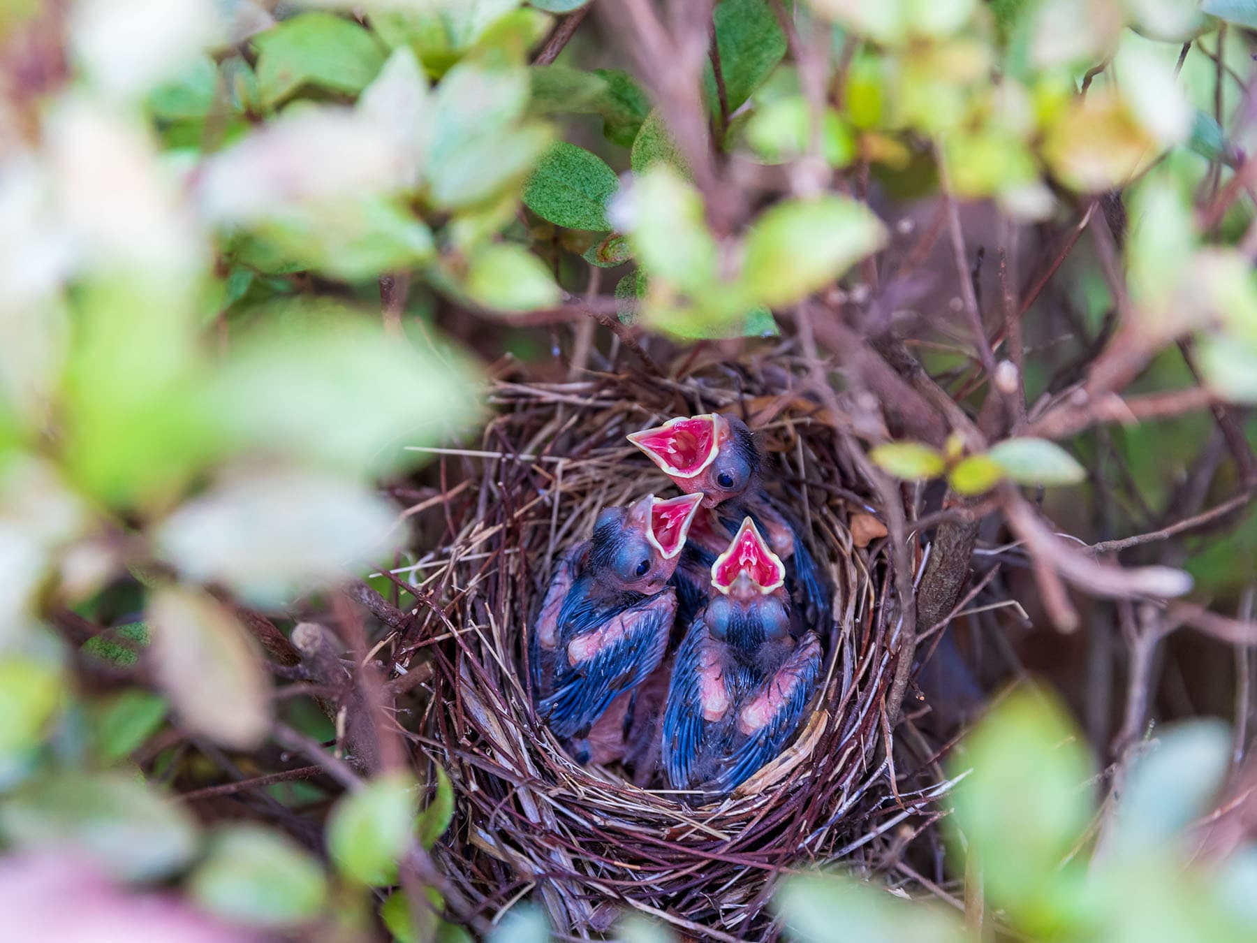Cardinal chicks in nest
