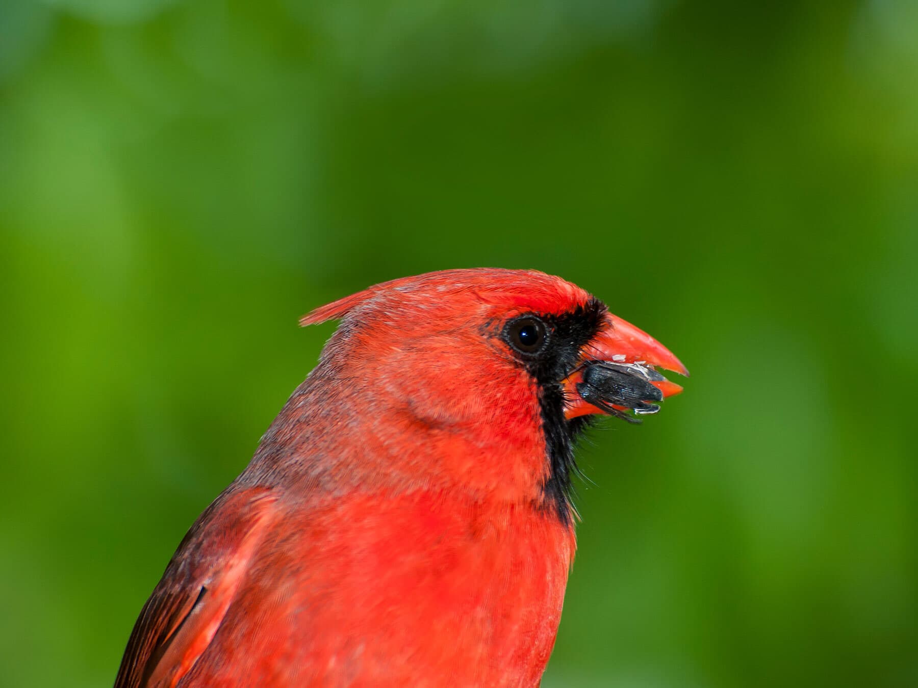 A male cardinal holding a black sunflower seed in its bill