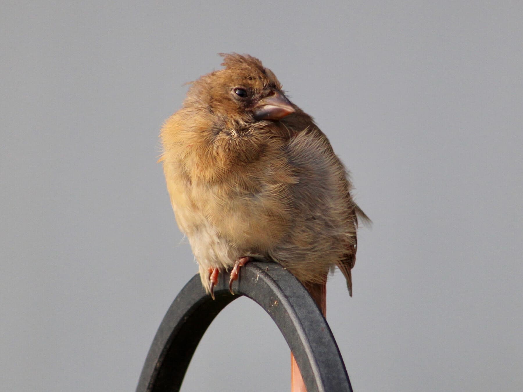 Cardinal fledgling