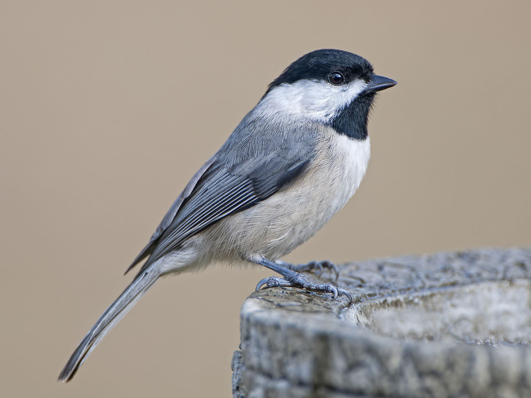 Carolina Chickadee at a birdbath
