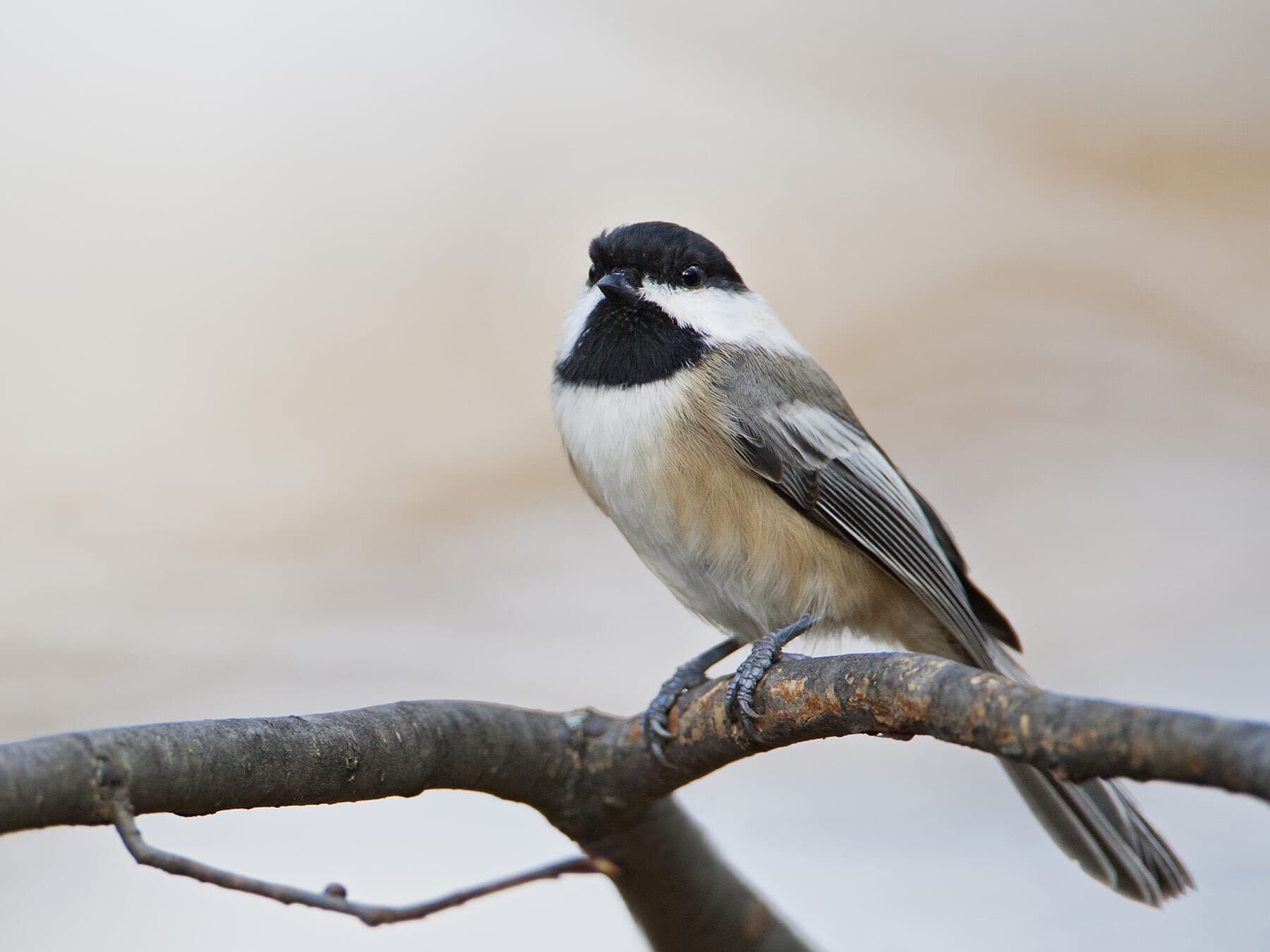 Carolina Chickadee close up