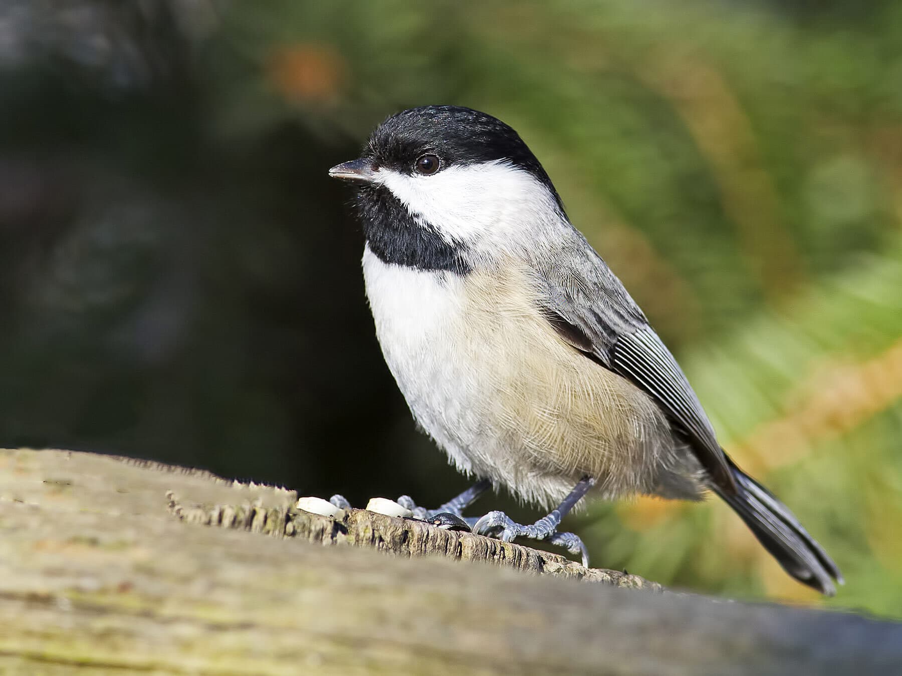 Carolina Chickadee eating seeds
