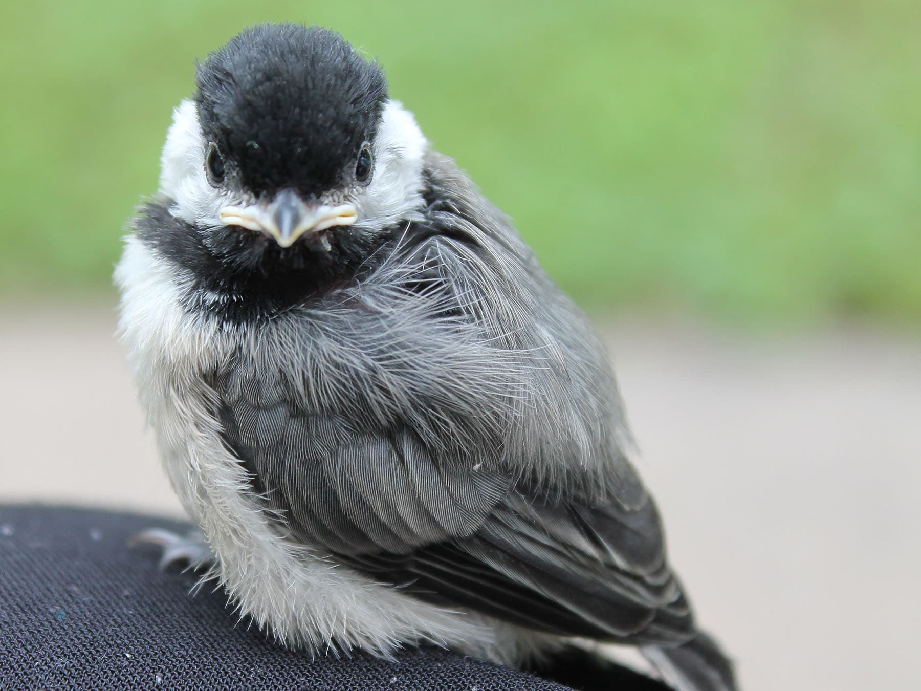 Carolina Chickadee fledgling