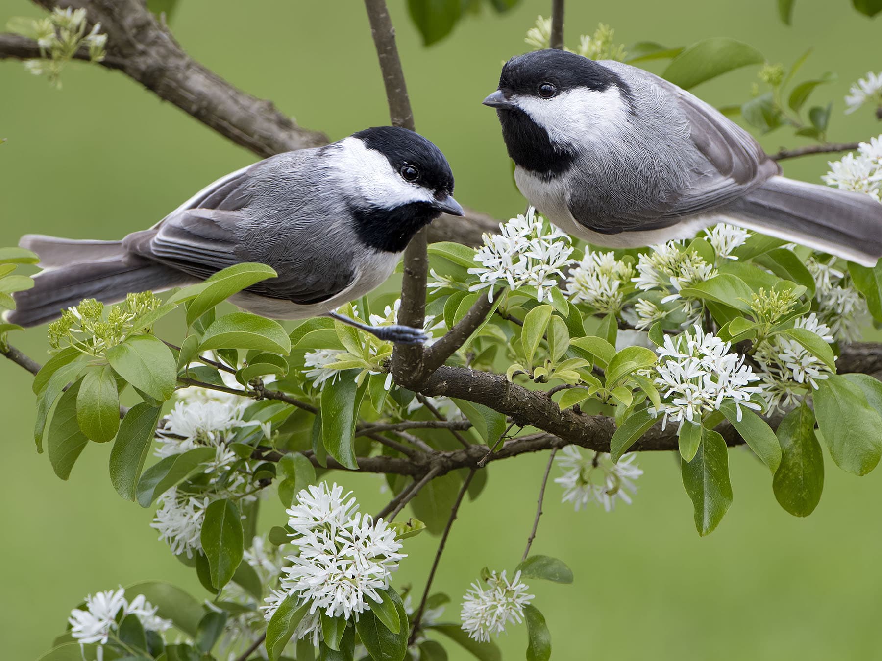 Carolina Chickadee nesting