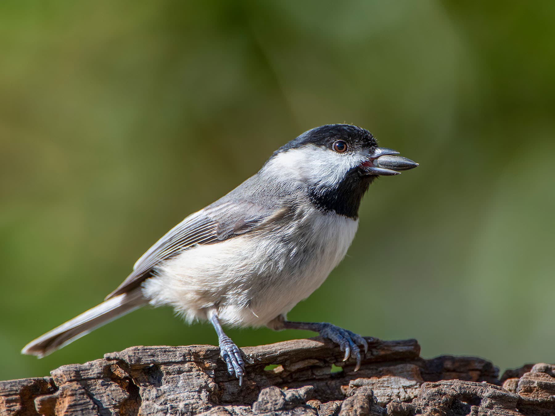 Carolina Chickadee with a sunflower seed