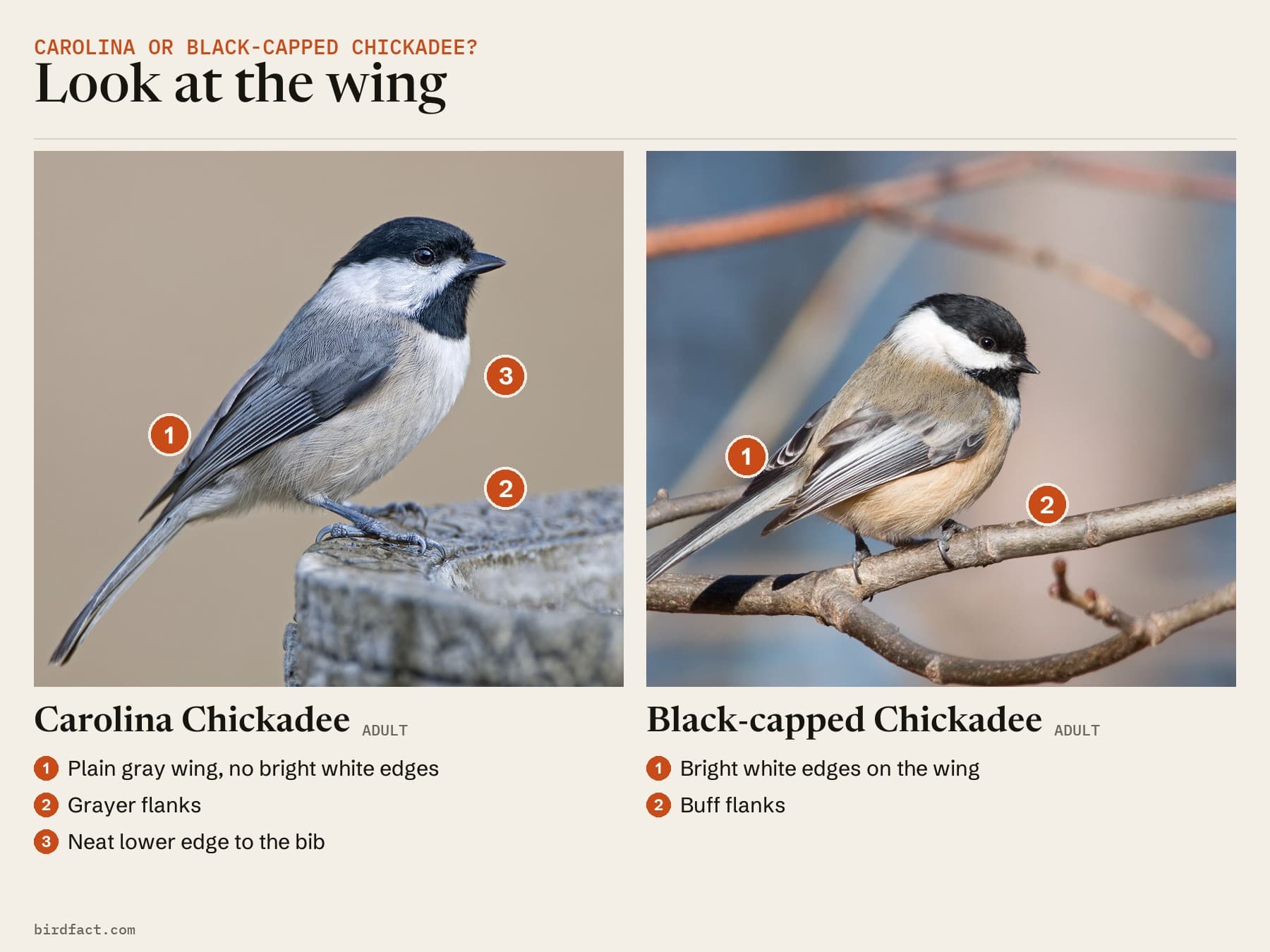 Comparison card, photos of a Carolina Chickadee (adult) on the left and a Black-capped Chickadee (adult) on the right, headed 'Look at the wing'. Carolina Chickadee: plain gray wing, no bright white edges; grayer flanks; neat lower edge to the bib. Black-capped Chickadee: bright white edges on the wing; buff flanks.