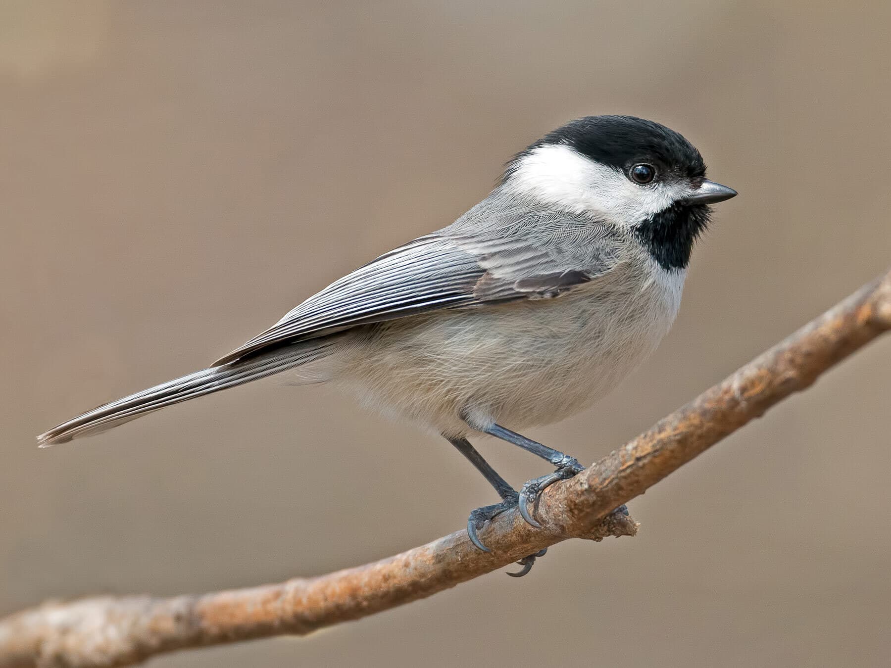 A Carolina Chickadee on a twig: whitish edges show on the inner flight feathers, but the greater coverts above them have no bright white edges