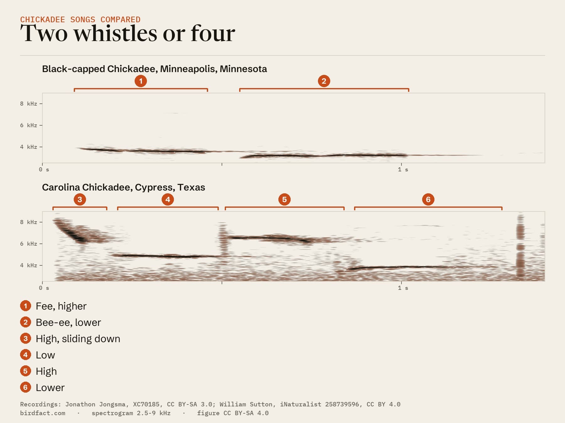 Two songs on one 1.4-second scale. Top: a Black-capped Chickadee in Minneapolis sings two whistles in about 0.9 seconds, a higher one near 3.7 kHz and a lower one near 3.2 kHz. Bottom: a Carolina Chickadee in Cypress, Texas, sings four whistles in about 1.25 seconds, alternating high and low.