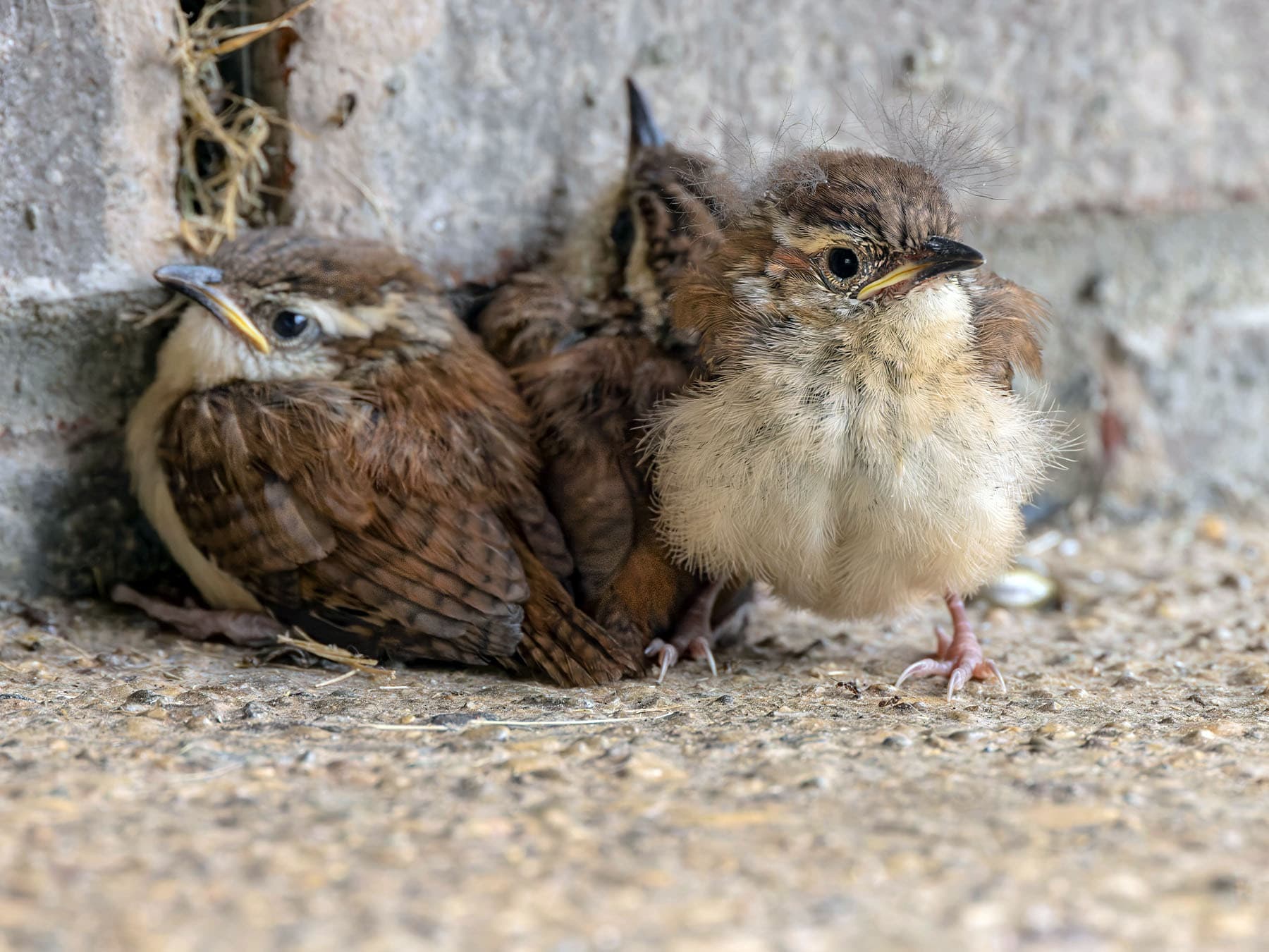 Three Carolina Wren Fledglings huddled together