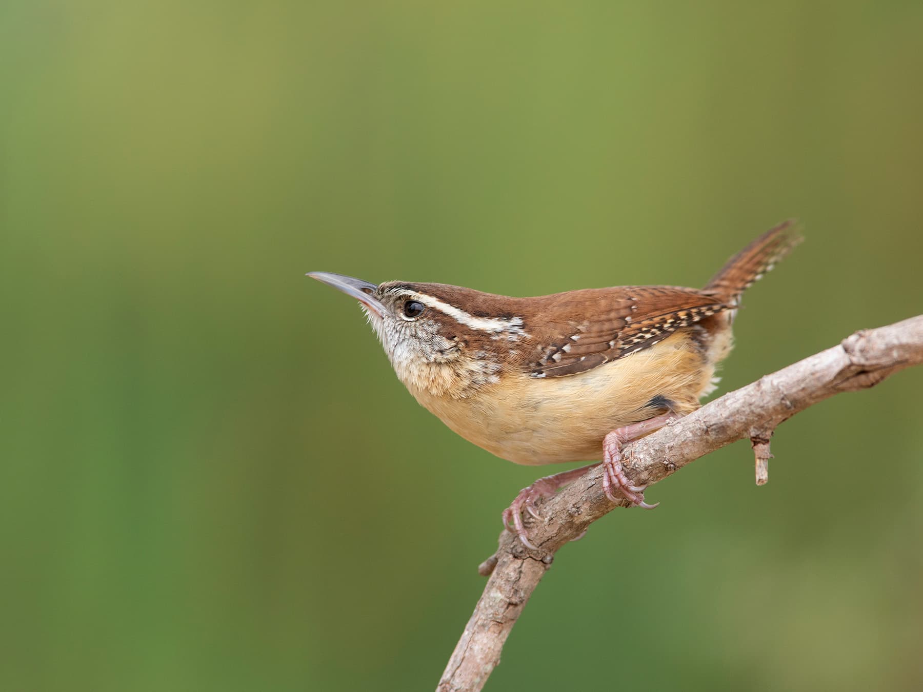 Carolina Wren Nesting: A Complete Guide