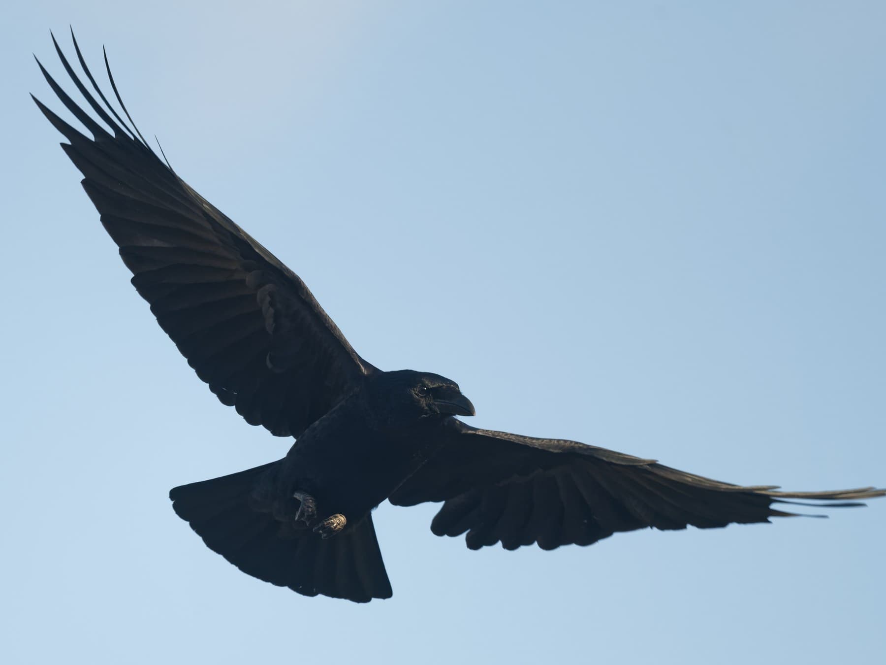 A Carrion Crow overhead, its wings and tail spread