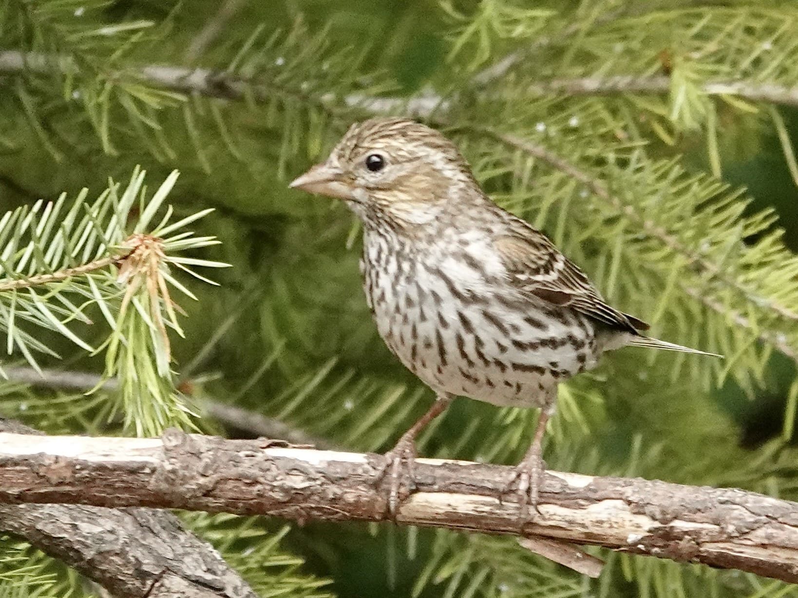 A female-plumaged Cassin's Finch on a conifer branch: crisp dark streaks on clean white, a faint face pattern and no red