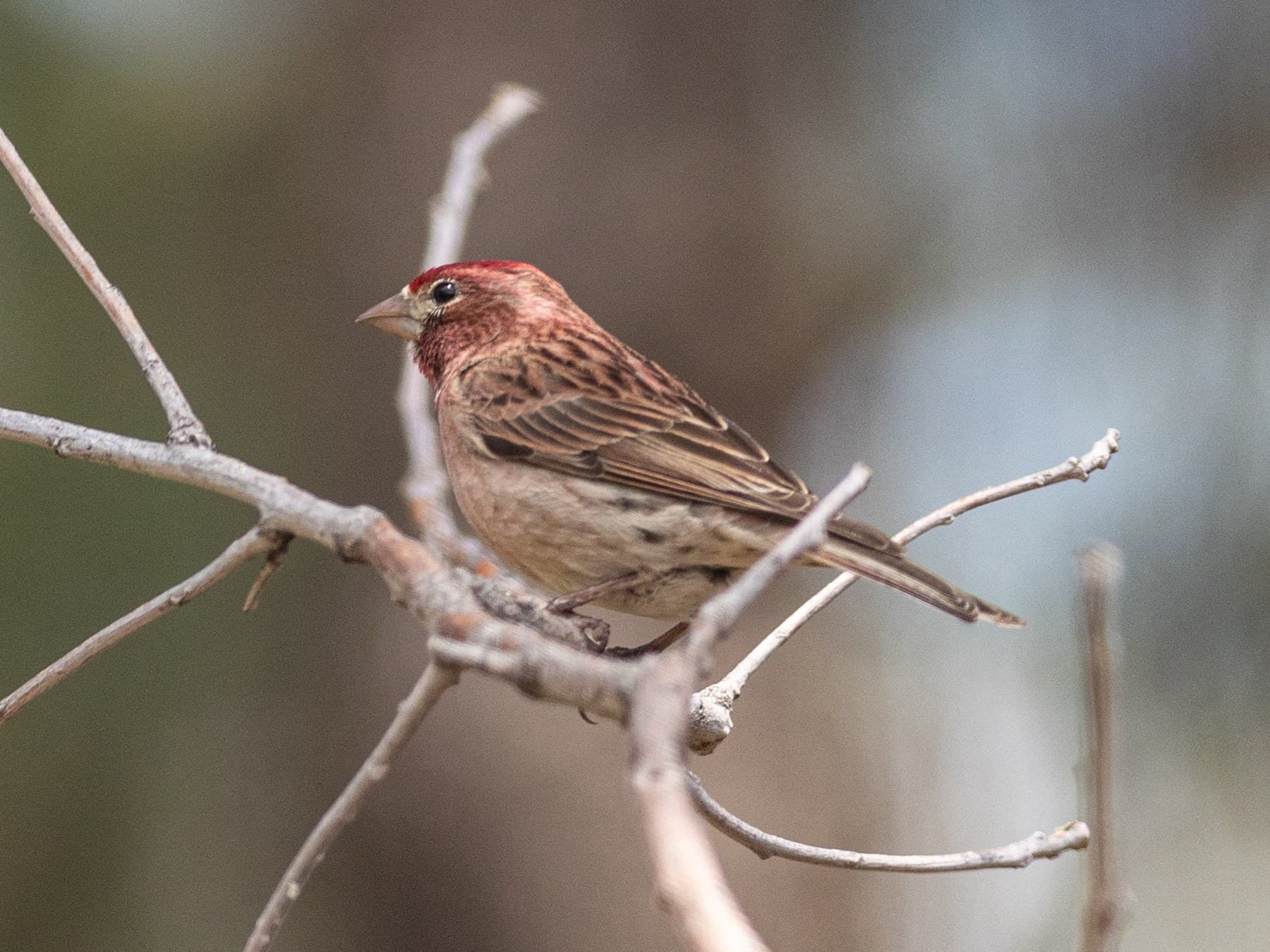 A male Cassin's Finch on a bare branch: the red cap stands out from the browner nape and back